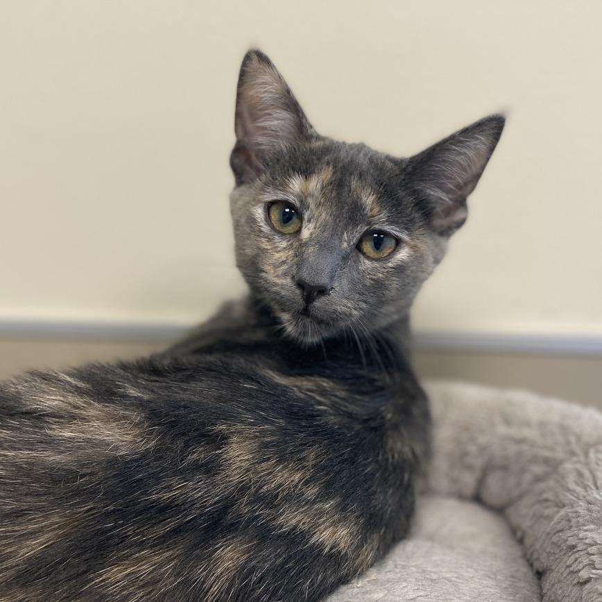 Enlarge Myrtle, a Adoptable Domestic Medium Hair in Sonoma, CA image 2/4