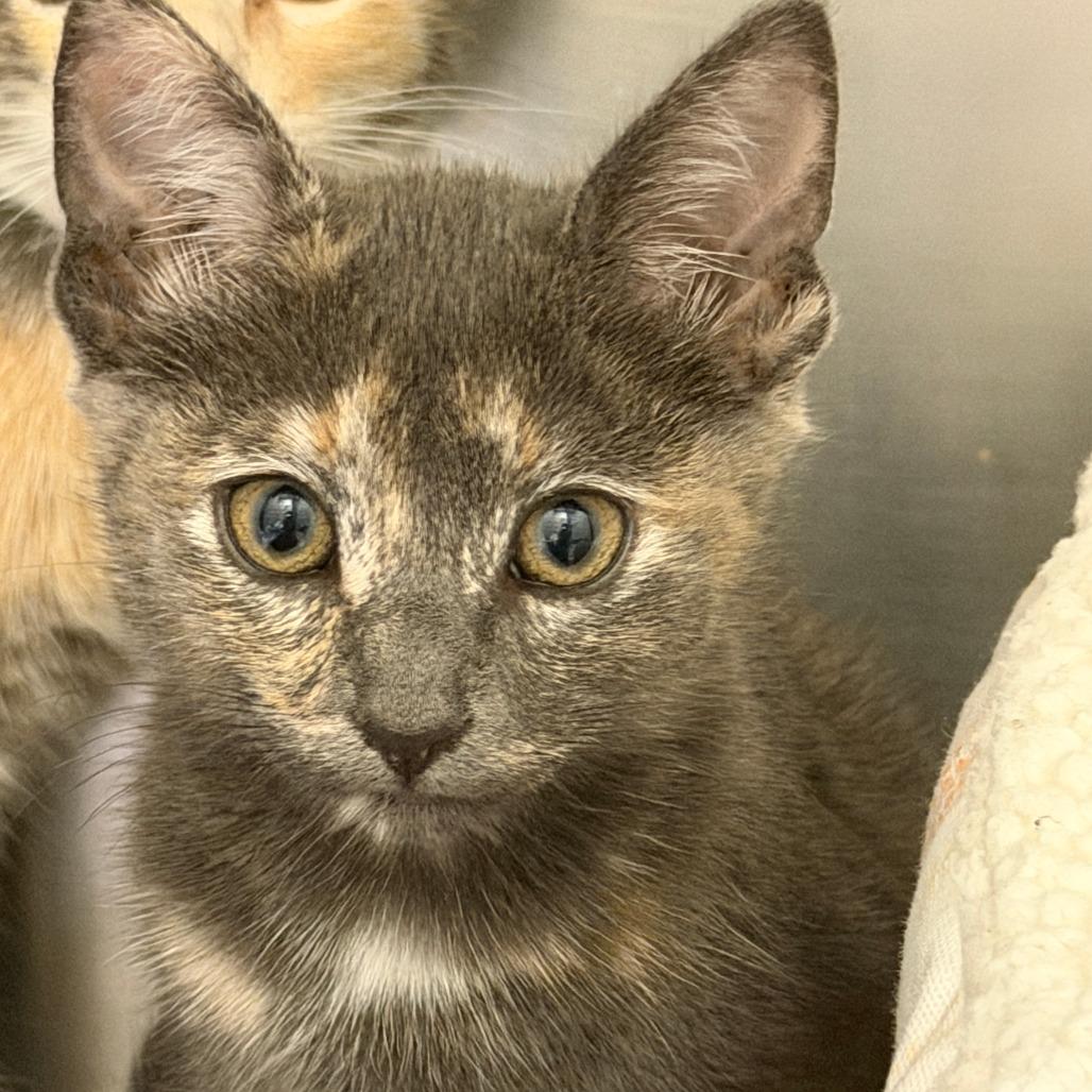 Enlarge Myrtle, a Adoptable Domestic Medium Hair in Sonoma, CA image 3/4