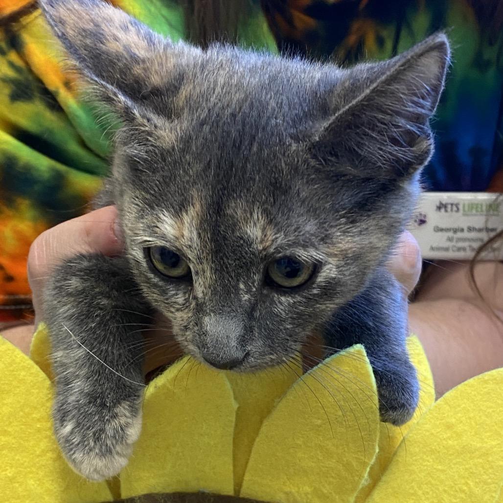 Enlarge Myrtle, a Adoptable Domestic Medium Hair in Sonoma, CA image 4/4