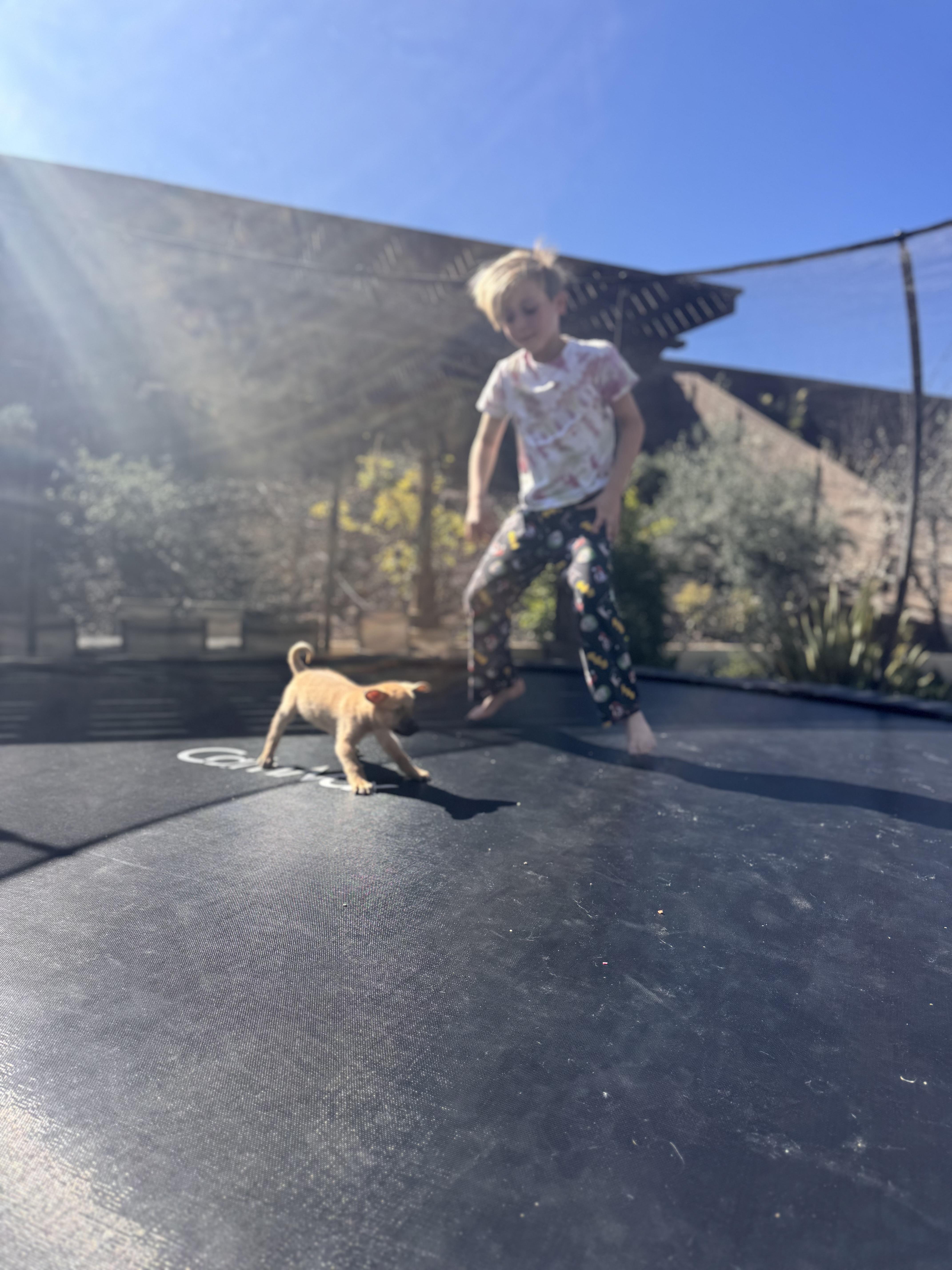 Enlarge Beaver, a Adoptable mixed breed in San Diego, CA image 4/5