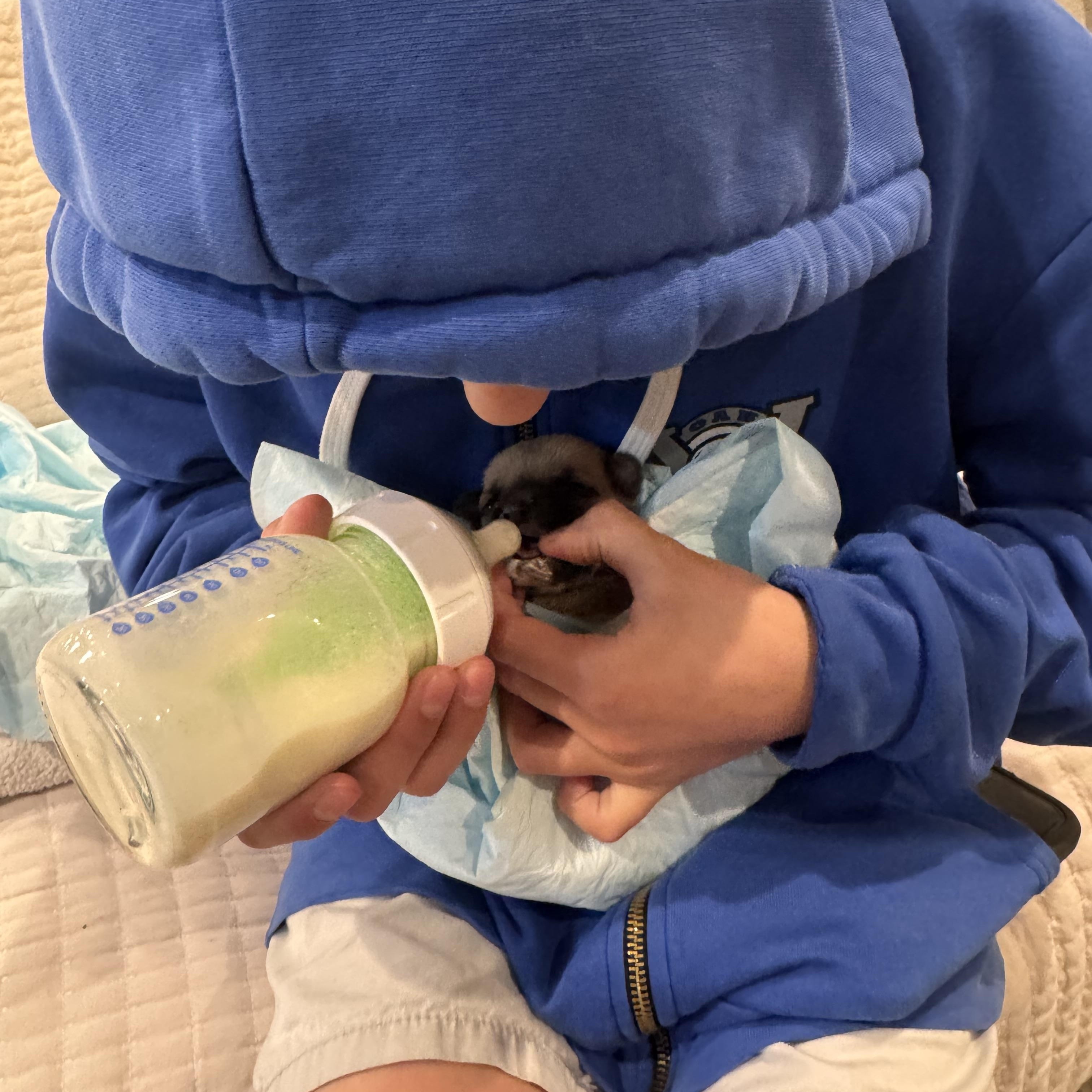 Enlarge Beaver, a Adoptable mixed breed in San Diego, CA image 5/5