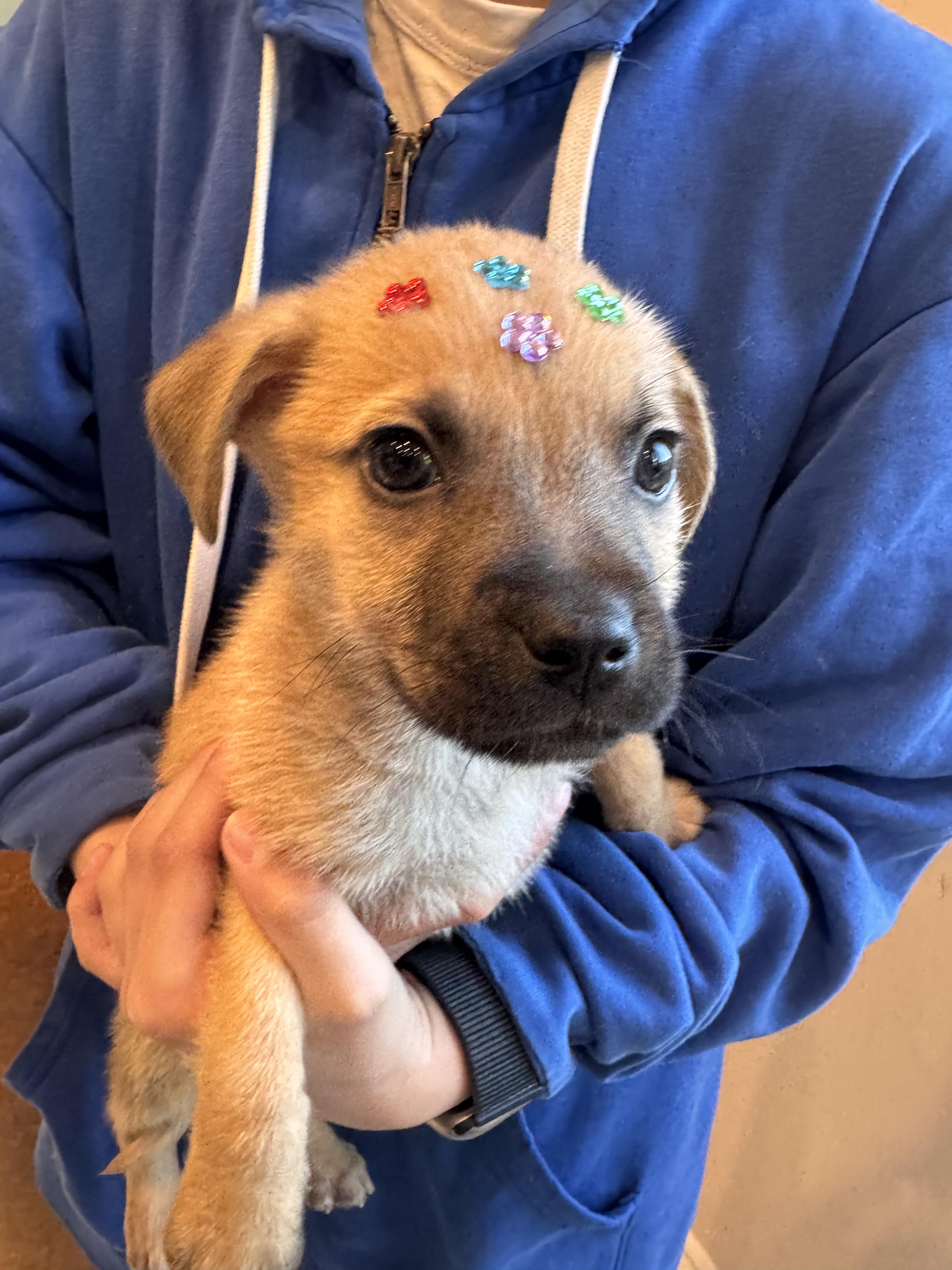 Enlarge Beaver, a Adoptable mixed breed in San Diego, CA image 2/5