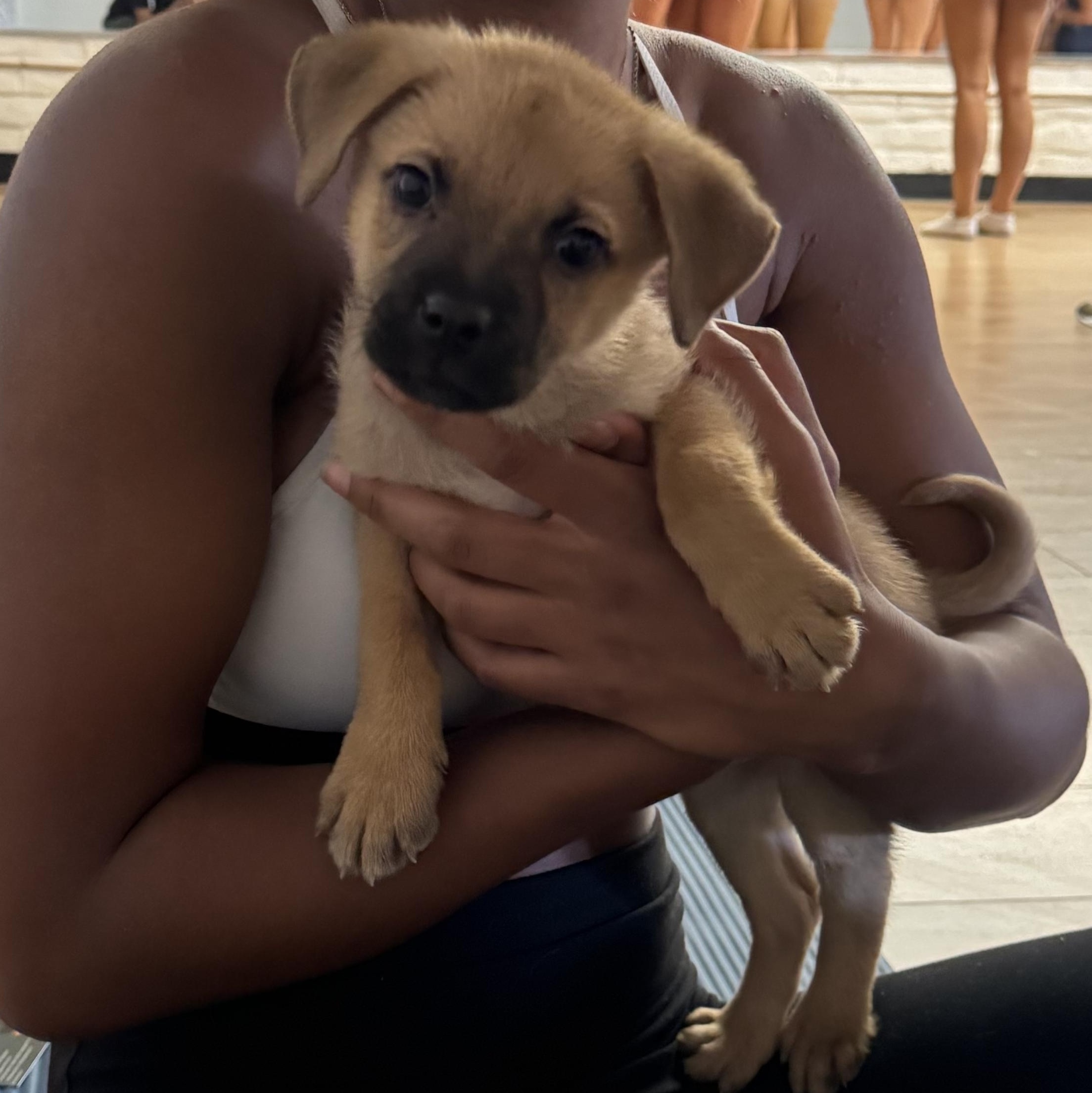 Enlarge Beaver, a Adoptable mixed breed in San Diego, CA image 1/5