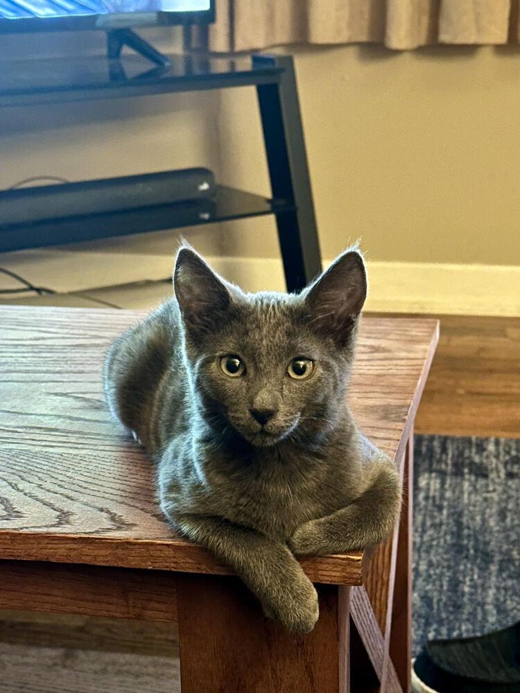 Enlarge Stevie, a Adoptable Domestic Short Hair in McPherson, KS image 1/3