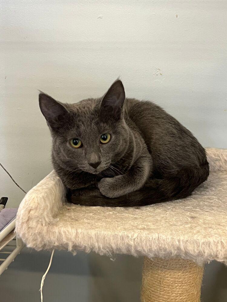 Enlarge Stevie, a Adoptable Domestic Short Hair in McPherson, KS image 2/3