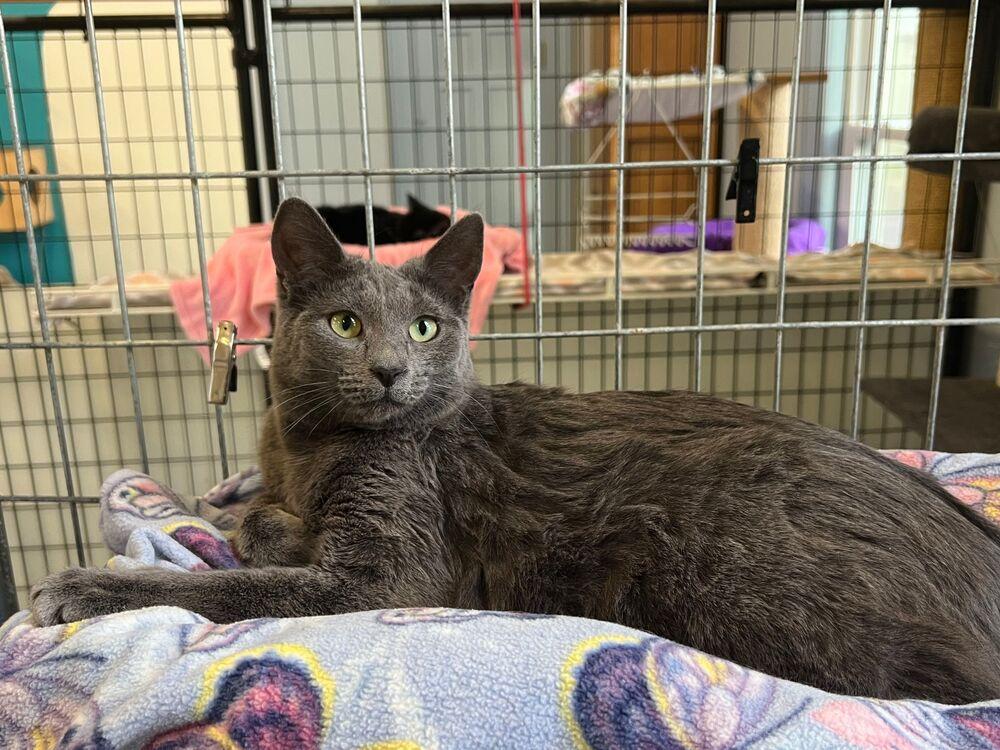 Enlarge Stevie, a Adoptable Domestic Short Hair in McPherson, KS image 5/5