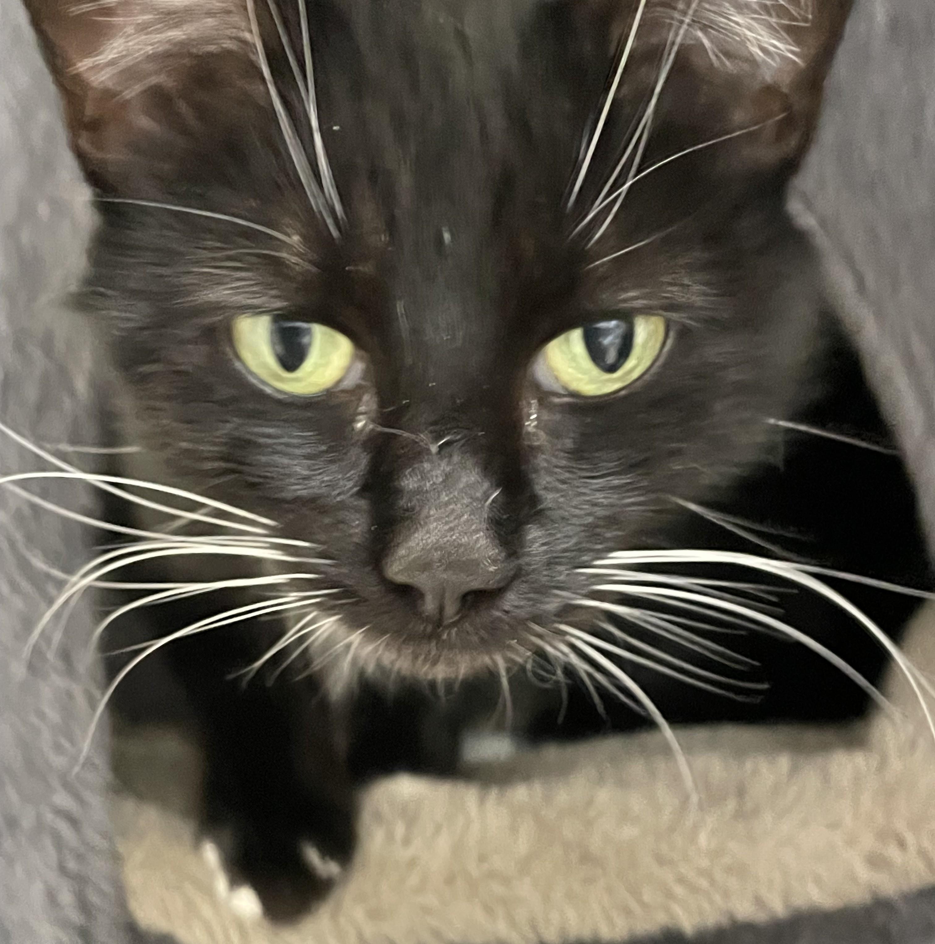 Enlarge Nugget, a ADOPTABLE American Shorthair in North Kingstown, RI image 4/5