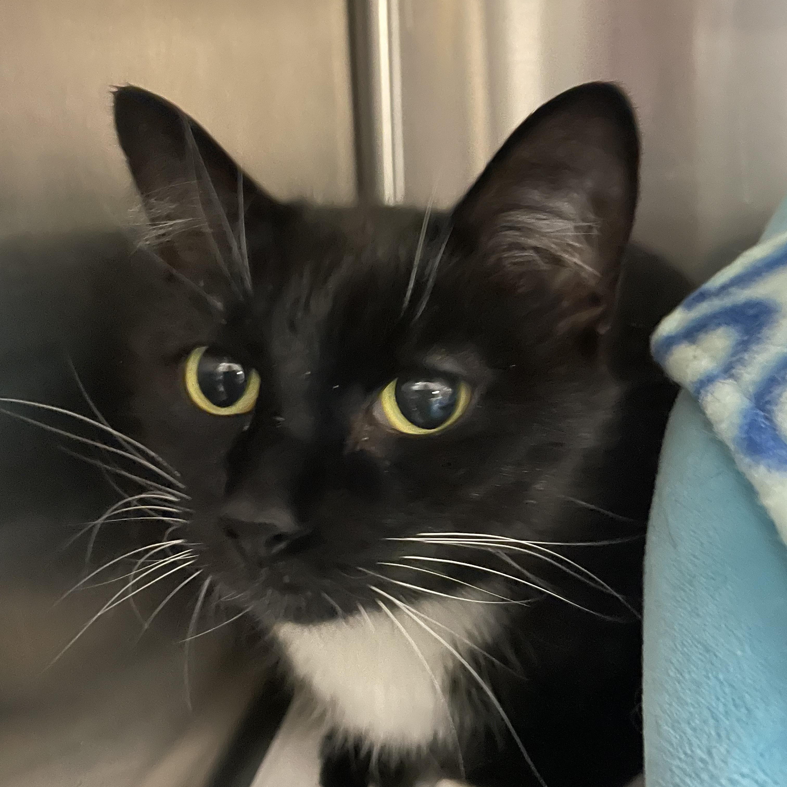 Enlarge Nugget, a ADOPTABLE American Shorthair in North Kingstown, RI image 1/5