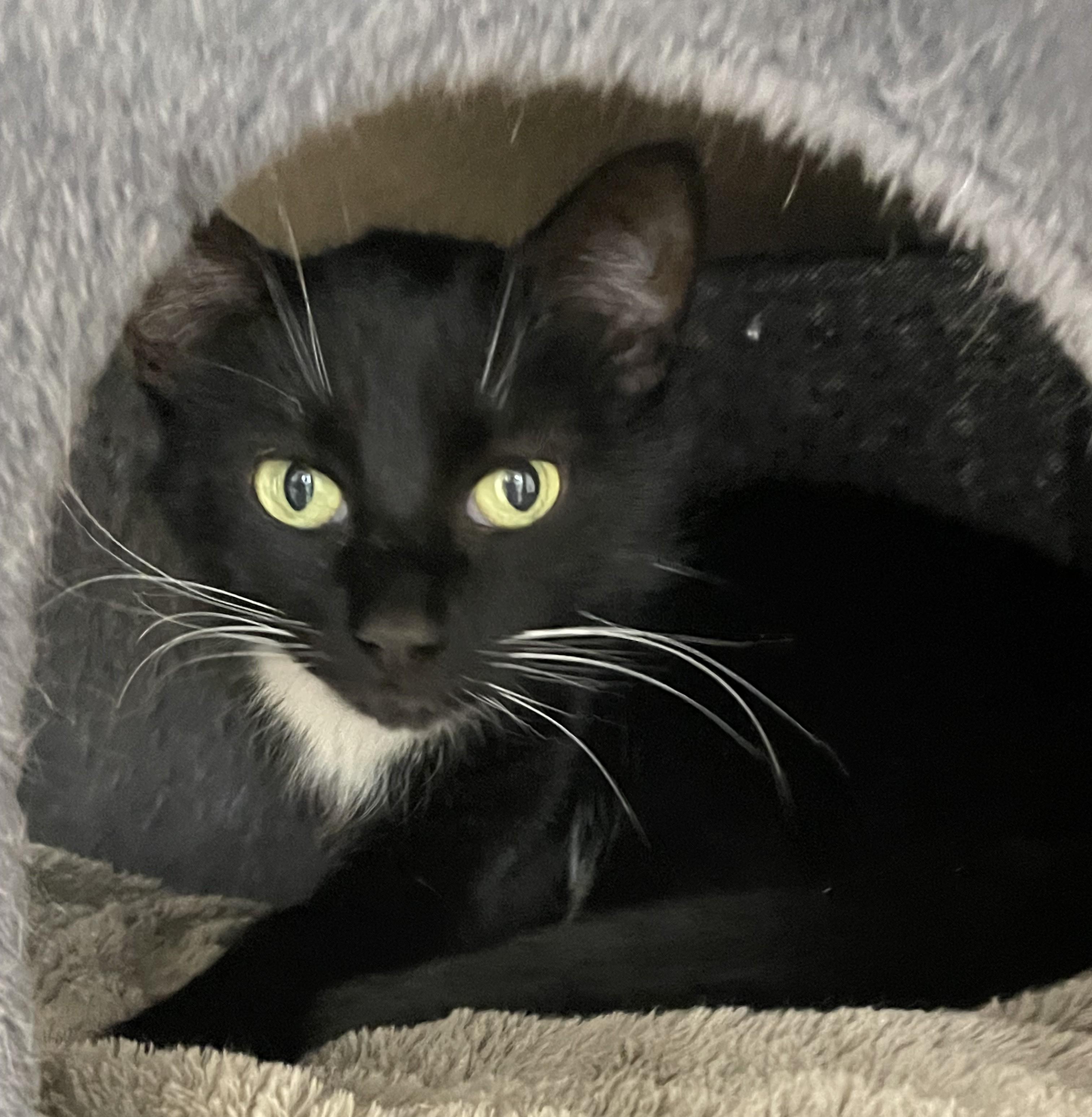 Enlarge Nugget, a ADOPTABLE American Shorthair in North Kingstown, RI image 3/5