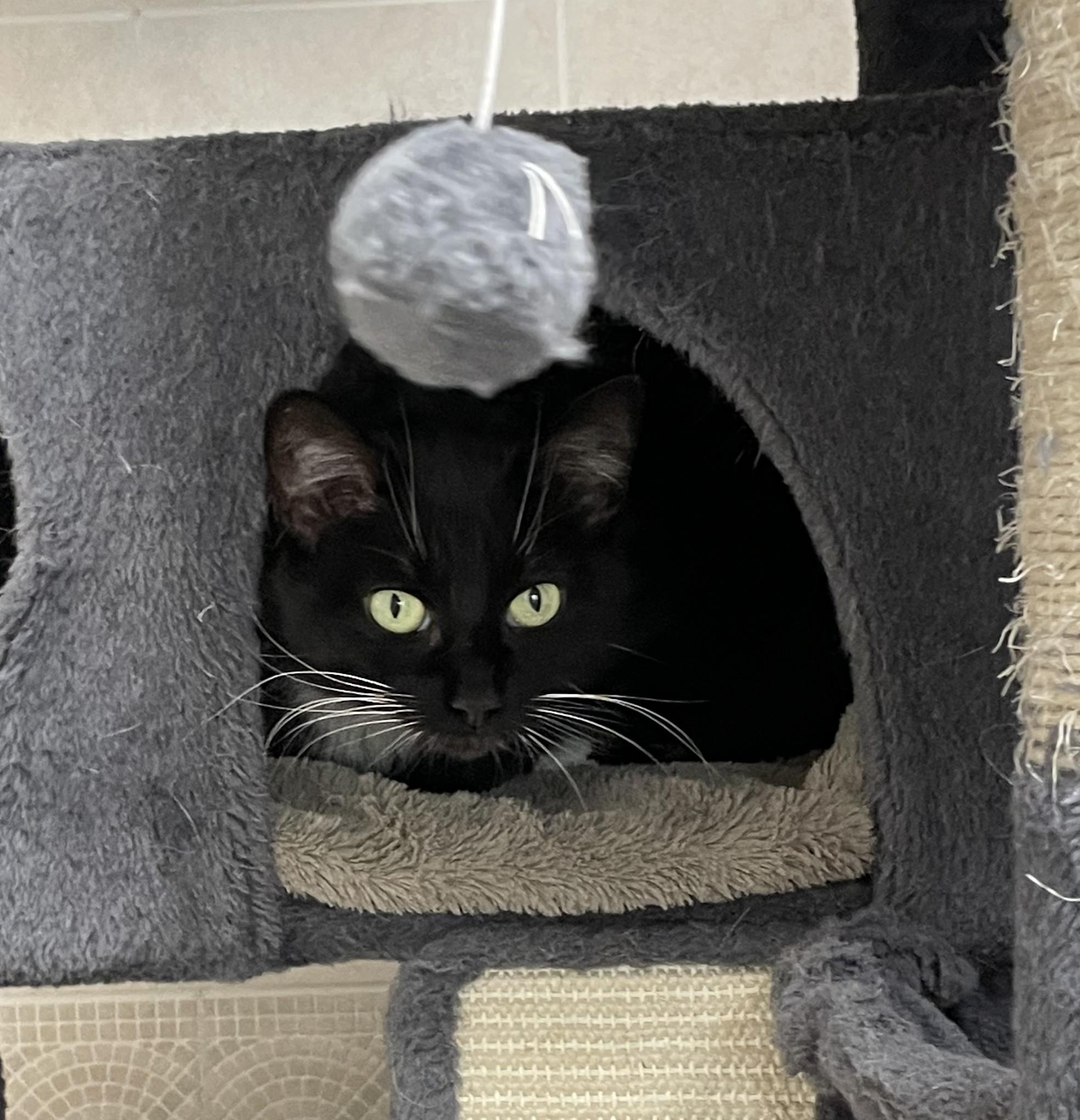 Enlarge Nugget, a ADOPTABLE American Shorthair in North Kingstown, RI image 2/5