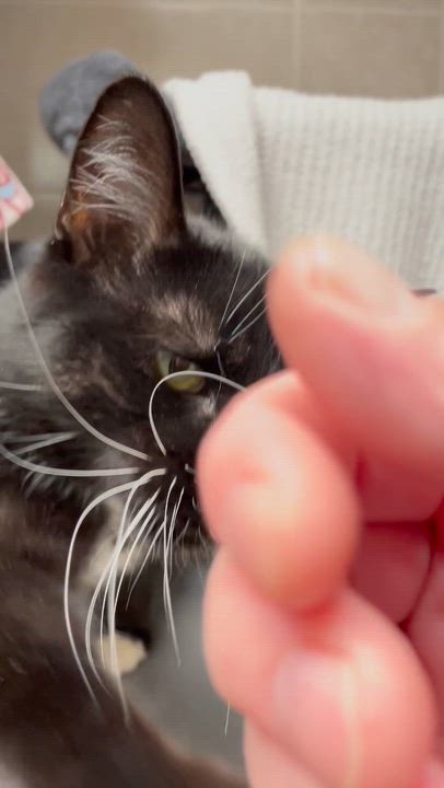 Enlarge Nugget, a ADOPTABLE American Shorthair in North Kingstown, RI video 5/5