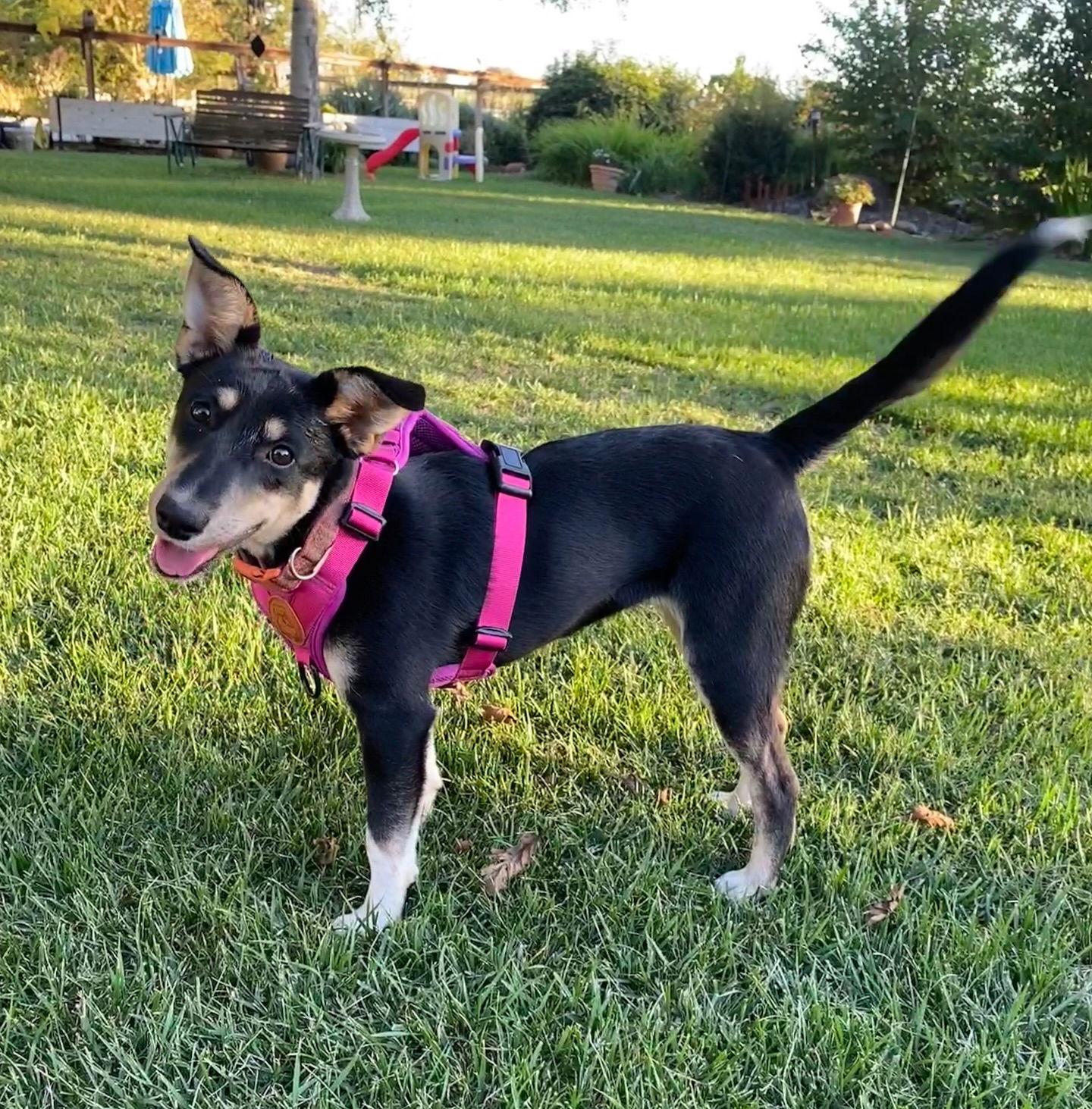 Enlarge Mina, a Adoptable mixed breed in Davis, CA image 1/3