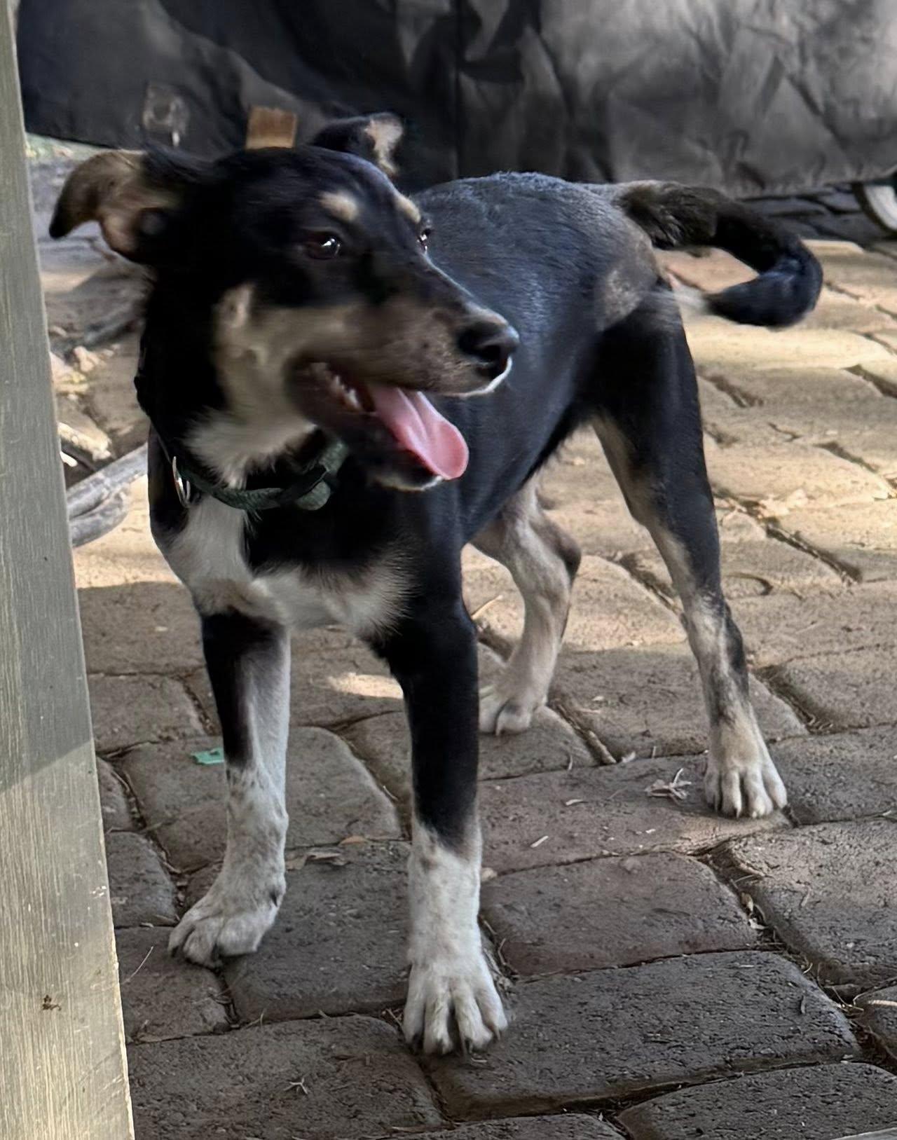 Enlarge Mina, a Adoptable mixed breed in Davis, CA image 2/3