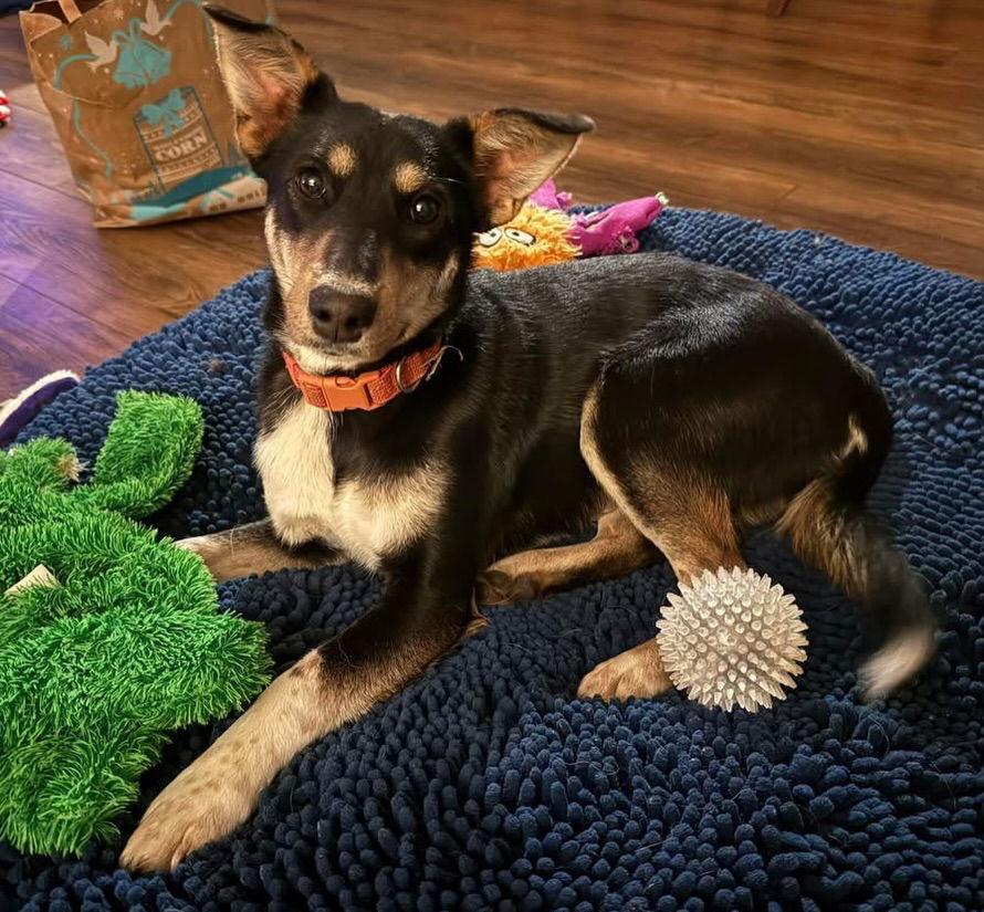 Enlarge Mina, a Adoptable mixed breed in Davis, CA image 2/3