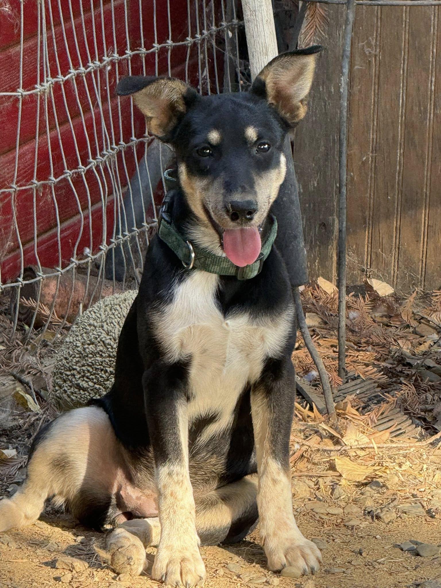 Enlarge Mina, a Adoptable mixed breed in Davis, CA image 3/3