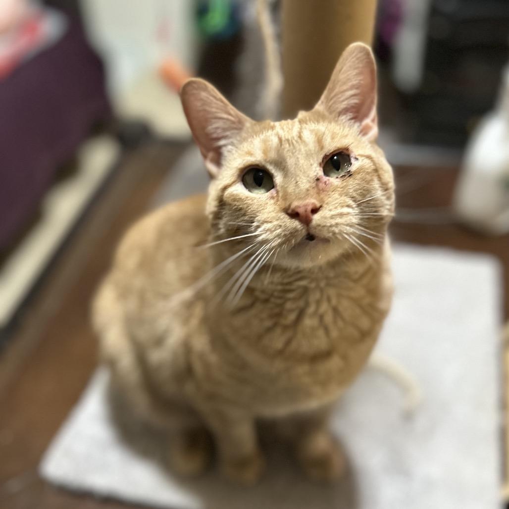 Enlarge Peach, a Adoptable Domestic Short Hair in Bountiful, UT image 3/6