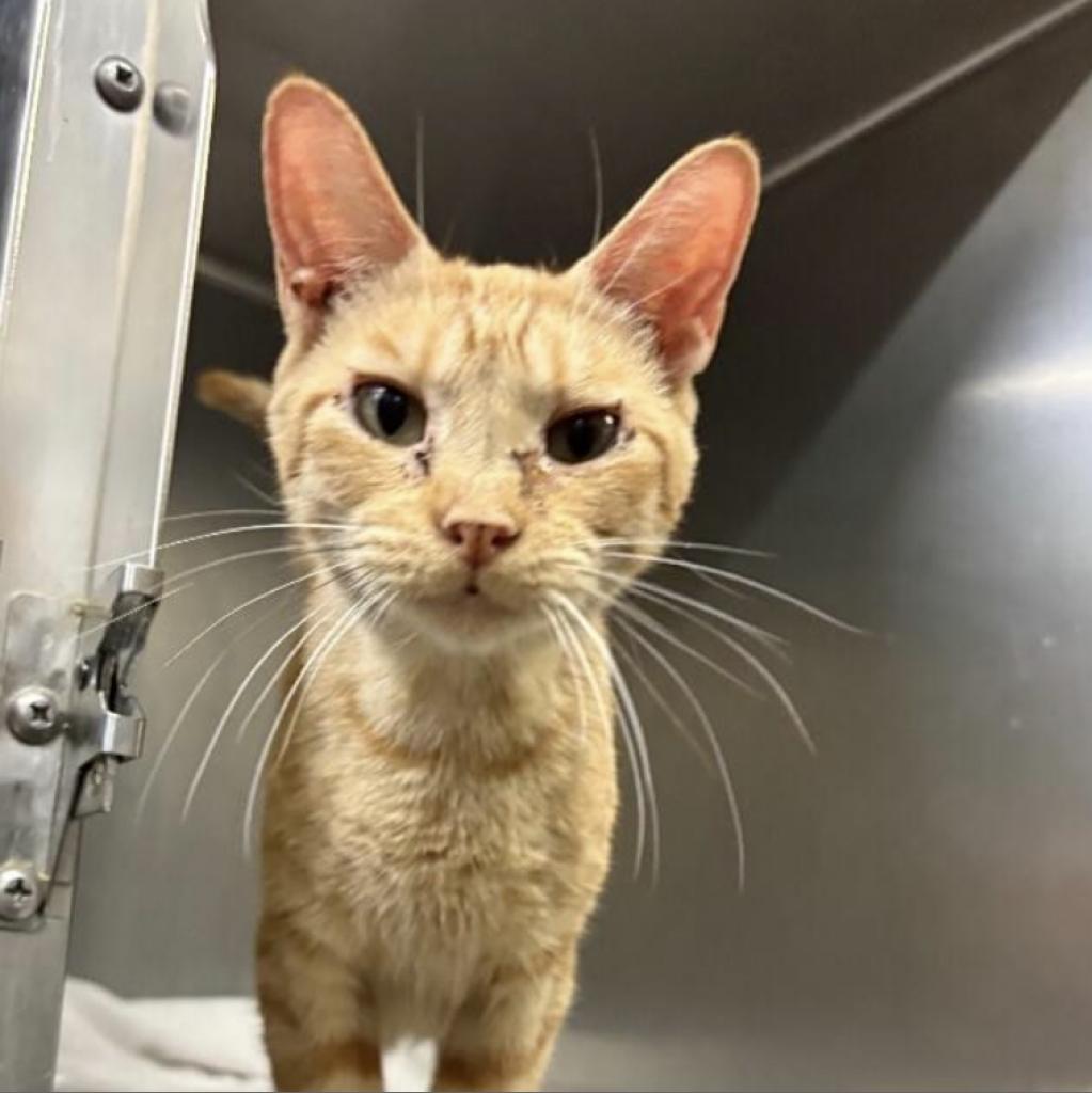 Peach, Adoptable, Adult Female Domestic Short Hair.