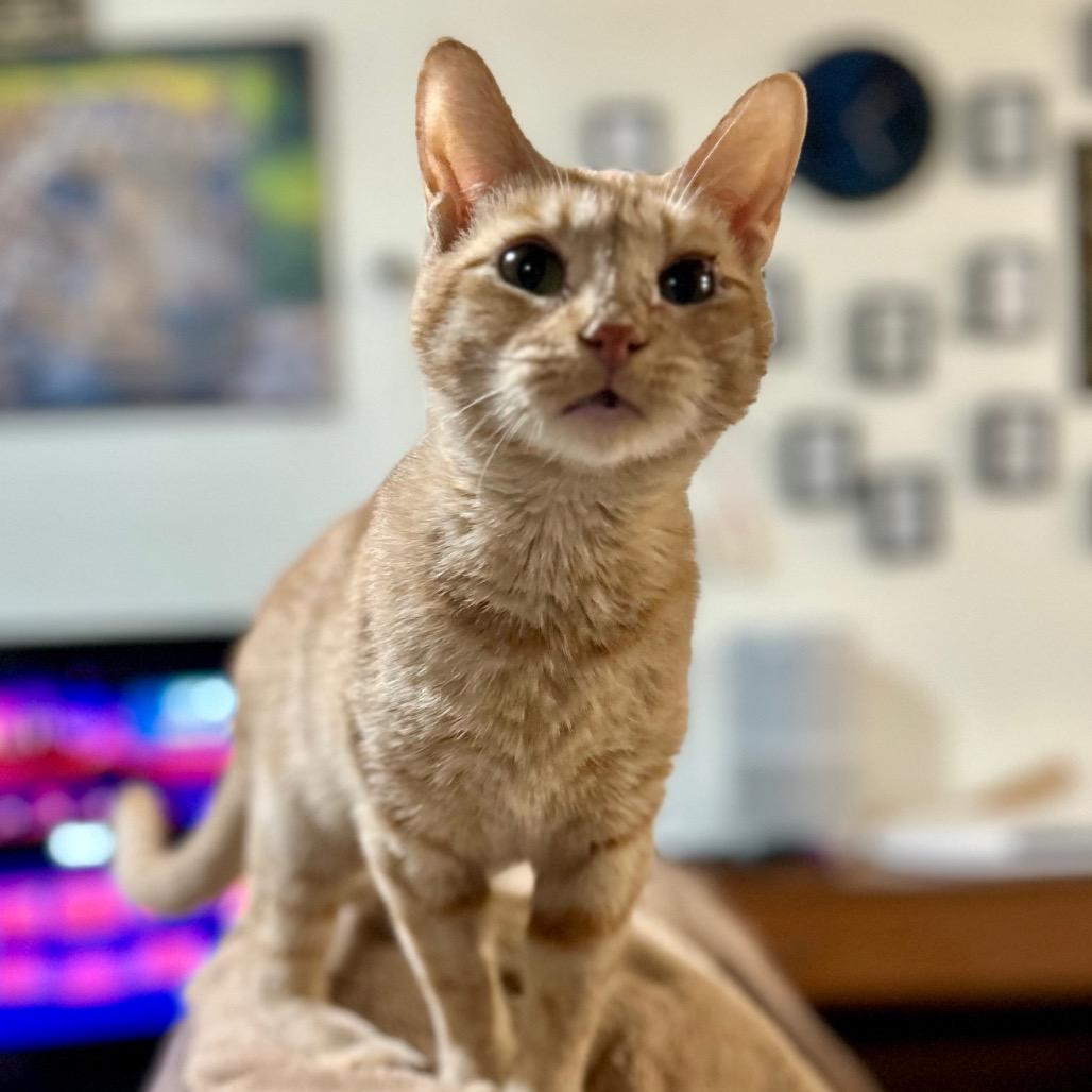 Peach, a Adoptable Domestic Short Hair in Bountiful, UT image 3/6