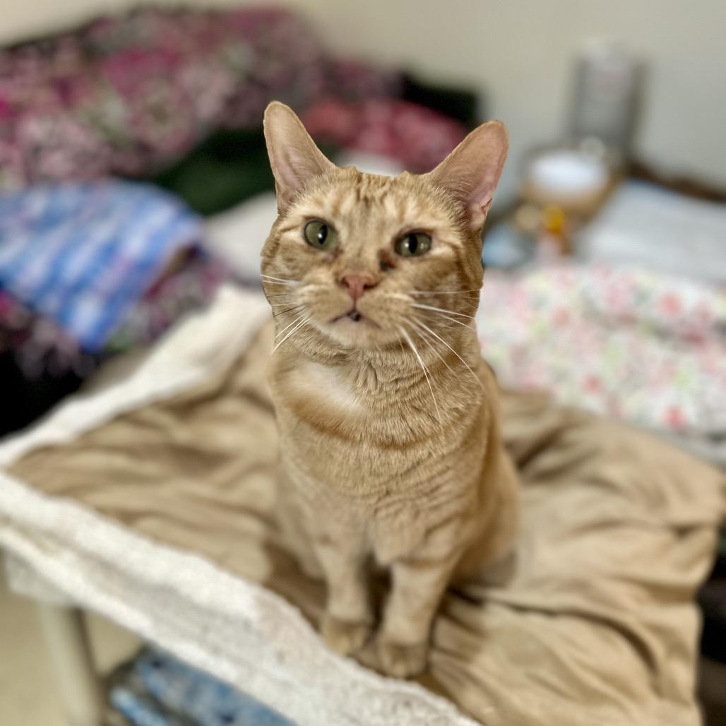 Enlarge Peach, a Adoptable Domestic Short Hair in Bountiful, UT image 5/6