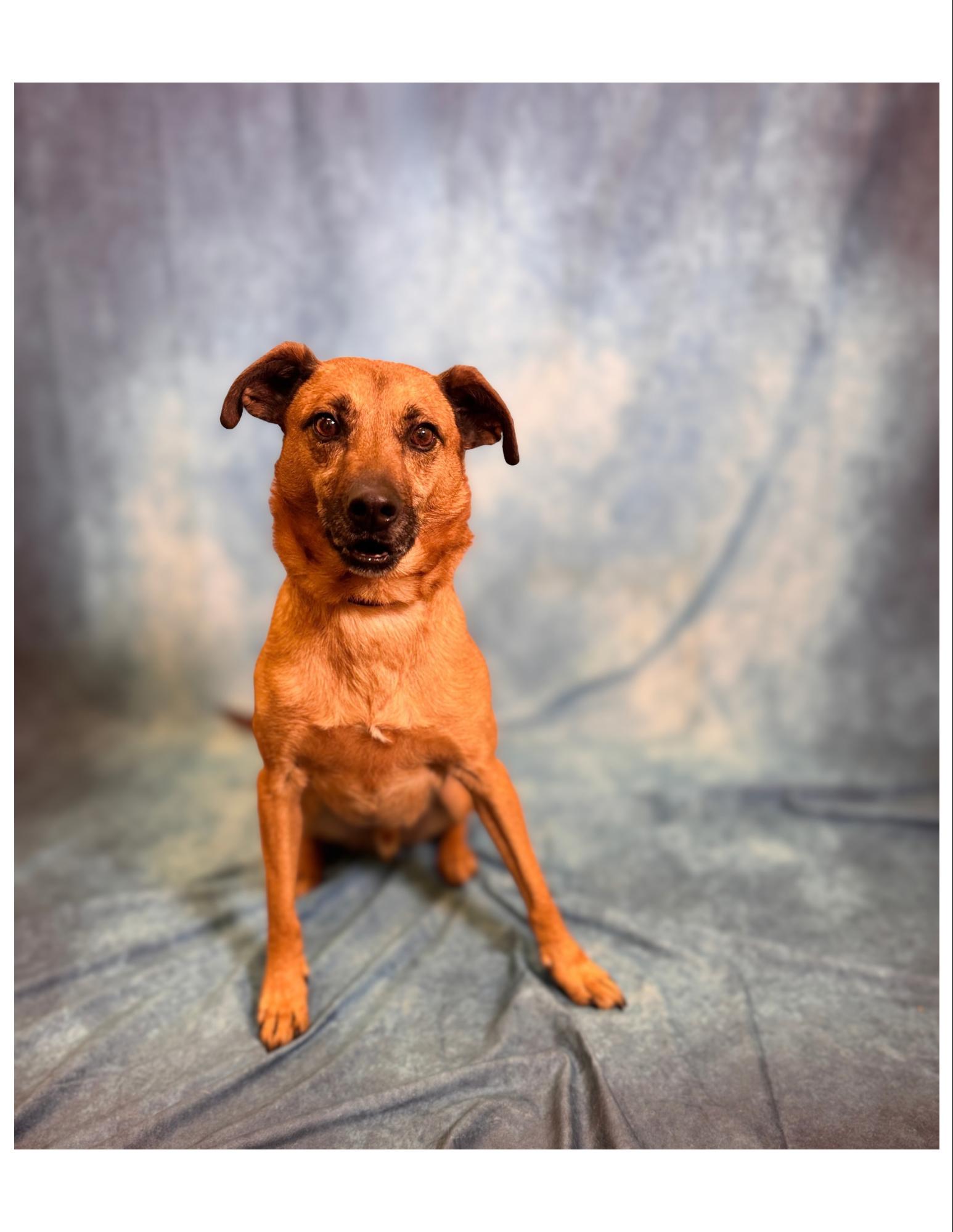 Enlarge Harley, a ADOPTABLE mixed breed in Pekin, IL image 1/1