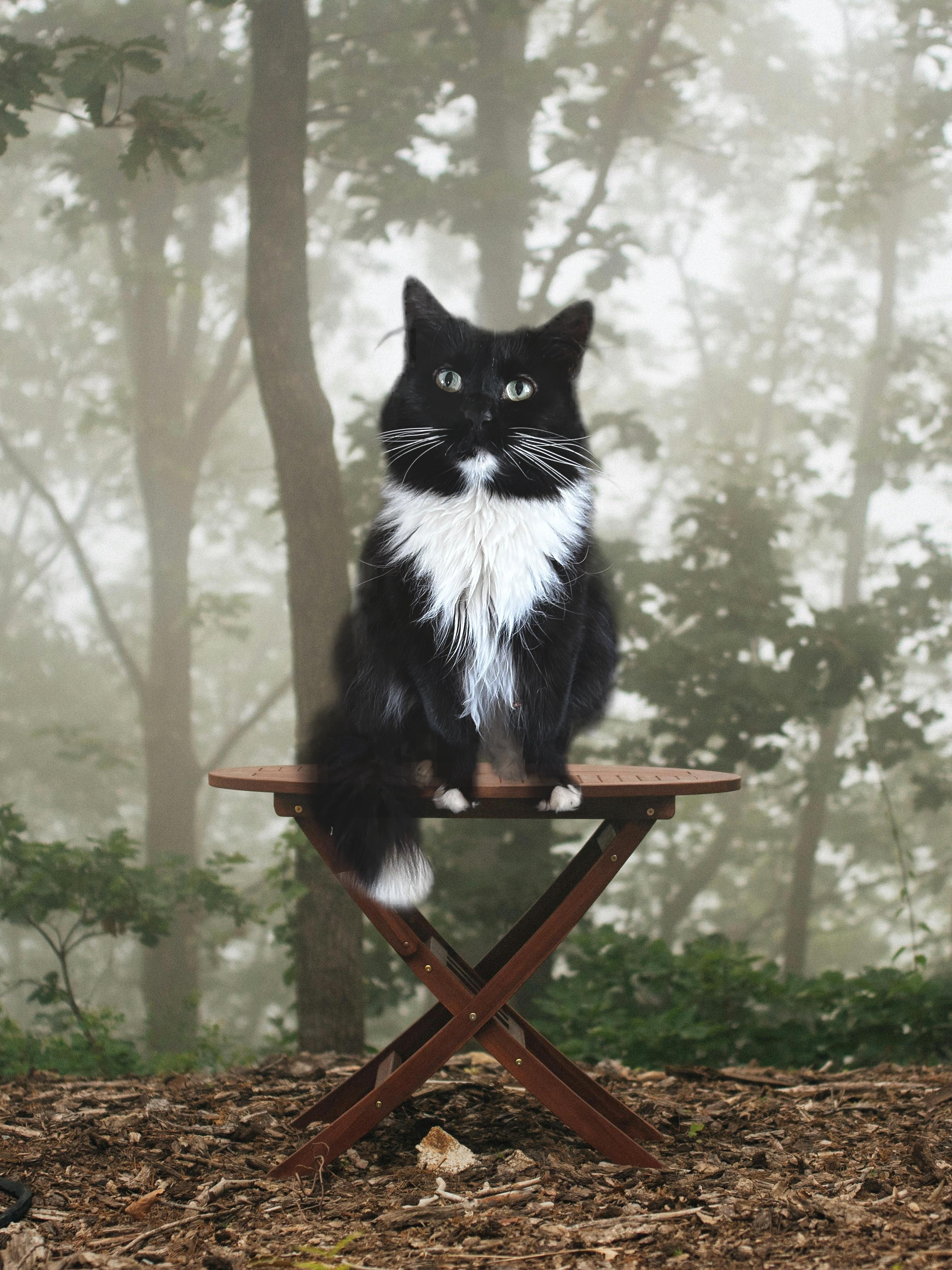 Chloe, a Adoptable Domestic Long Hair in Vernal, UT image 1/2