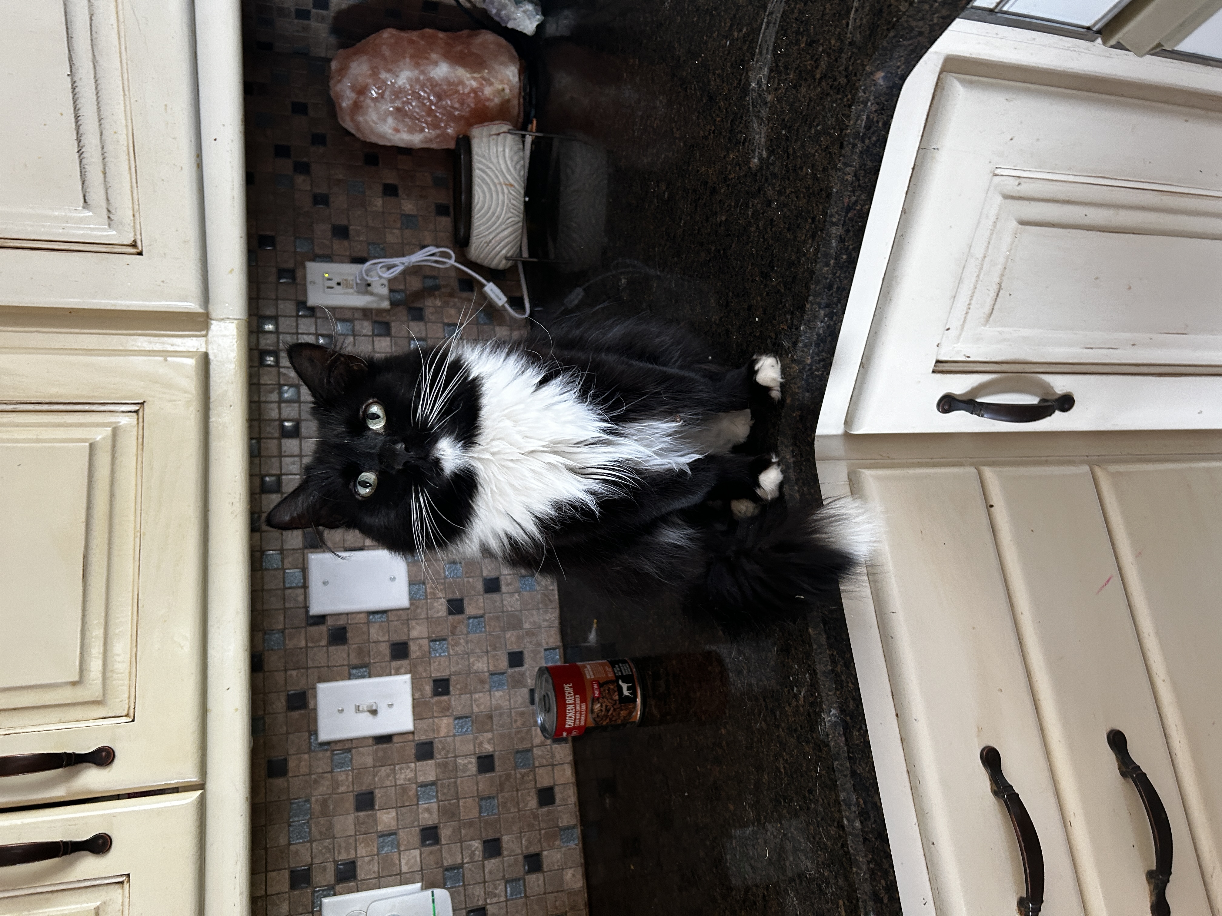 Chloe, a Adoptable Domestic Long Hair in Vernal, UT image 2/2