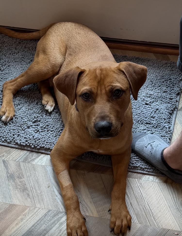 Lane - Urgent Foster or Adopter Needed, adopted, Young Male Carolina Dog.