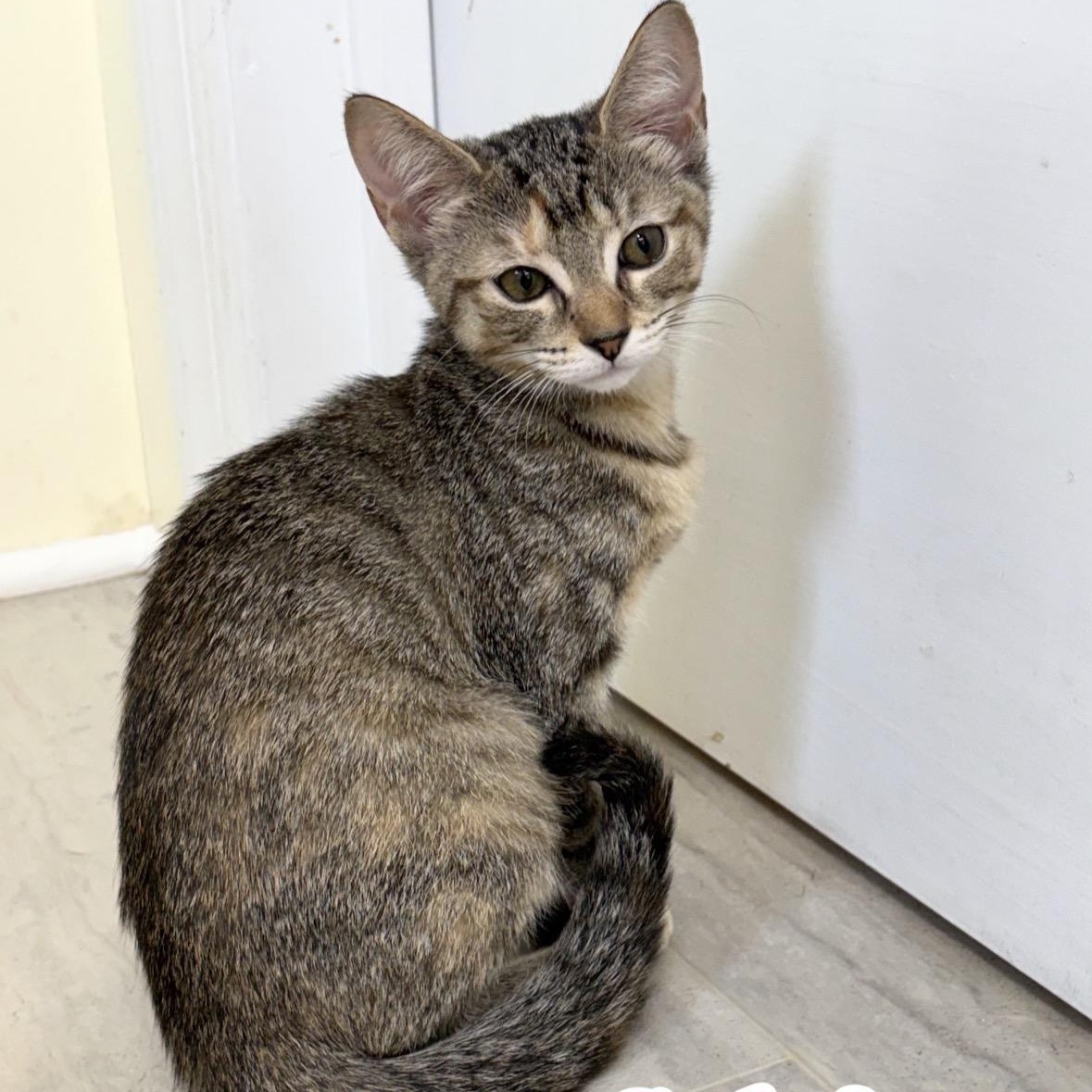 Sylvia, a ADOPTABLE Extra-Toes Cat / Hemingway Polydactyl in East Northport, NY image 3/4