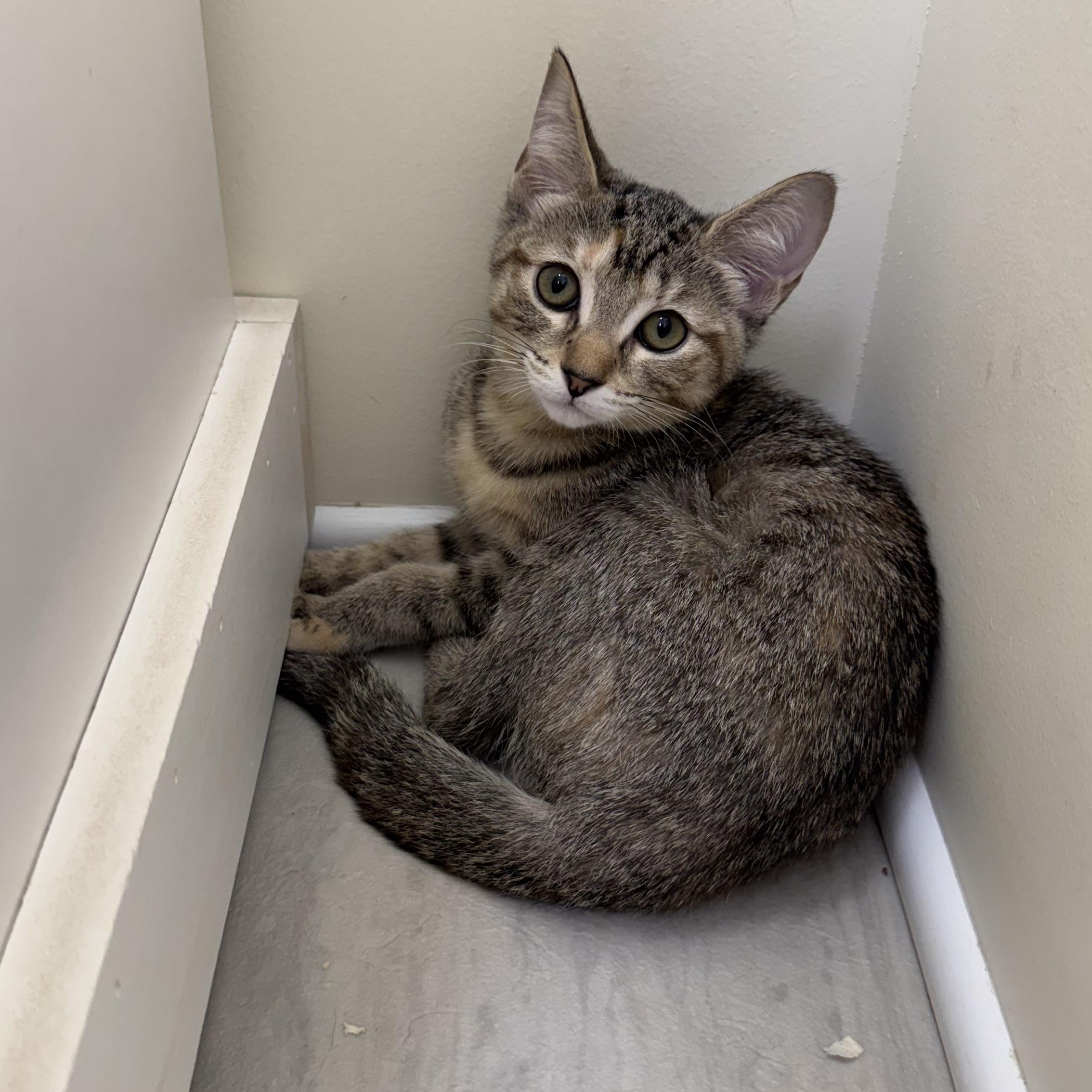 Sylvia, a ADOPTABLE Extra-Toes Cat / Hemingway Polydactyl in East Northport, NY image 1/4