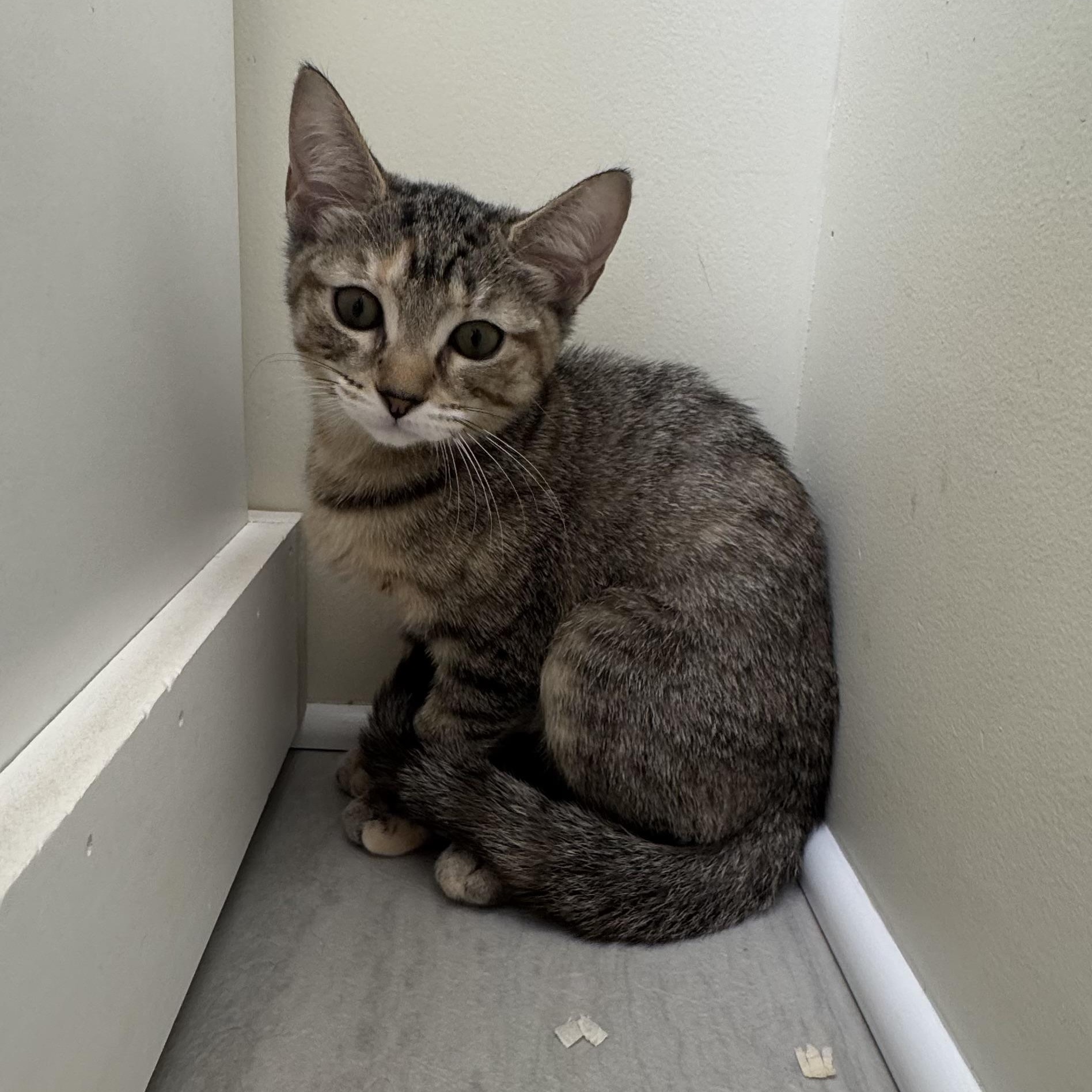 Sylvia, a ADOPTABLE Extra-Toes Cat / Hemingway Polydactyl in East Northport, NY image 2/4