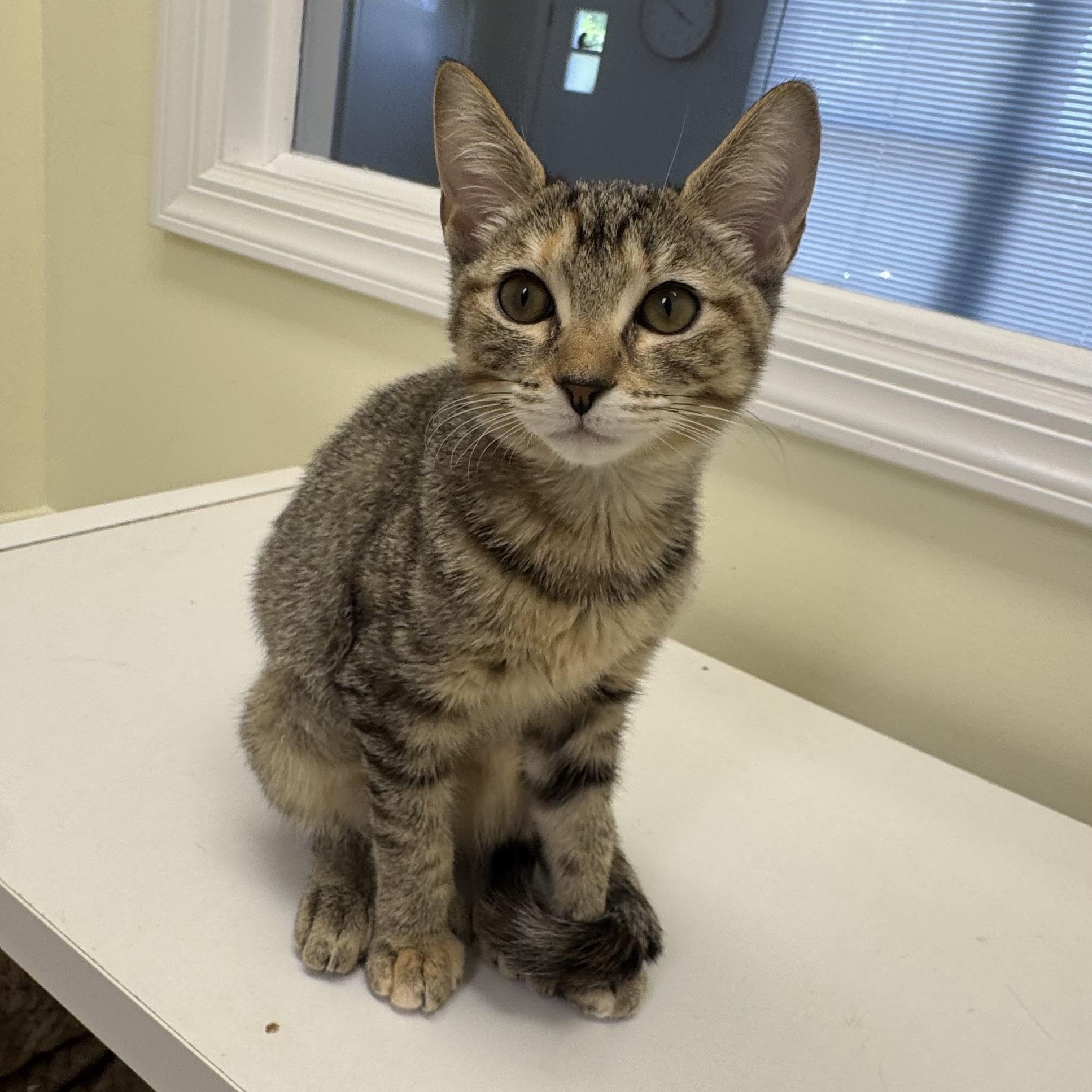Sylvia, a ADOPTABLE Extra-Toes Cat / Hemingway Polydactyl in East Northport, NY image 4/4
