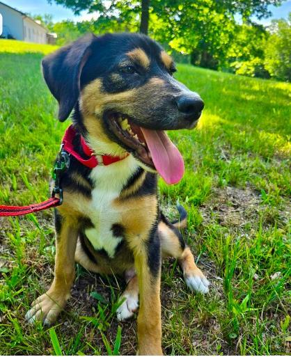 PUPPY WYATT, a Adopted Hound in Franklin, TN image 1/3