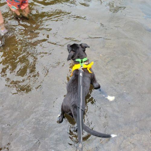 Enlarge Quiggle, a Adoptable mixed breed in Leesburg, AL image 1/6