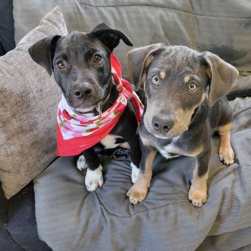 Enlarge Quiggle, a Adoptable mixed breed in Leesburg, AL image 2/6