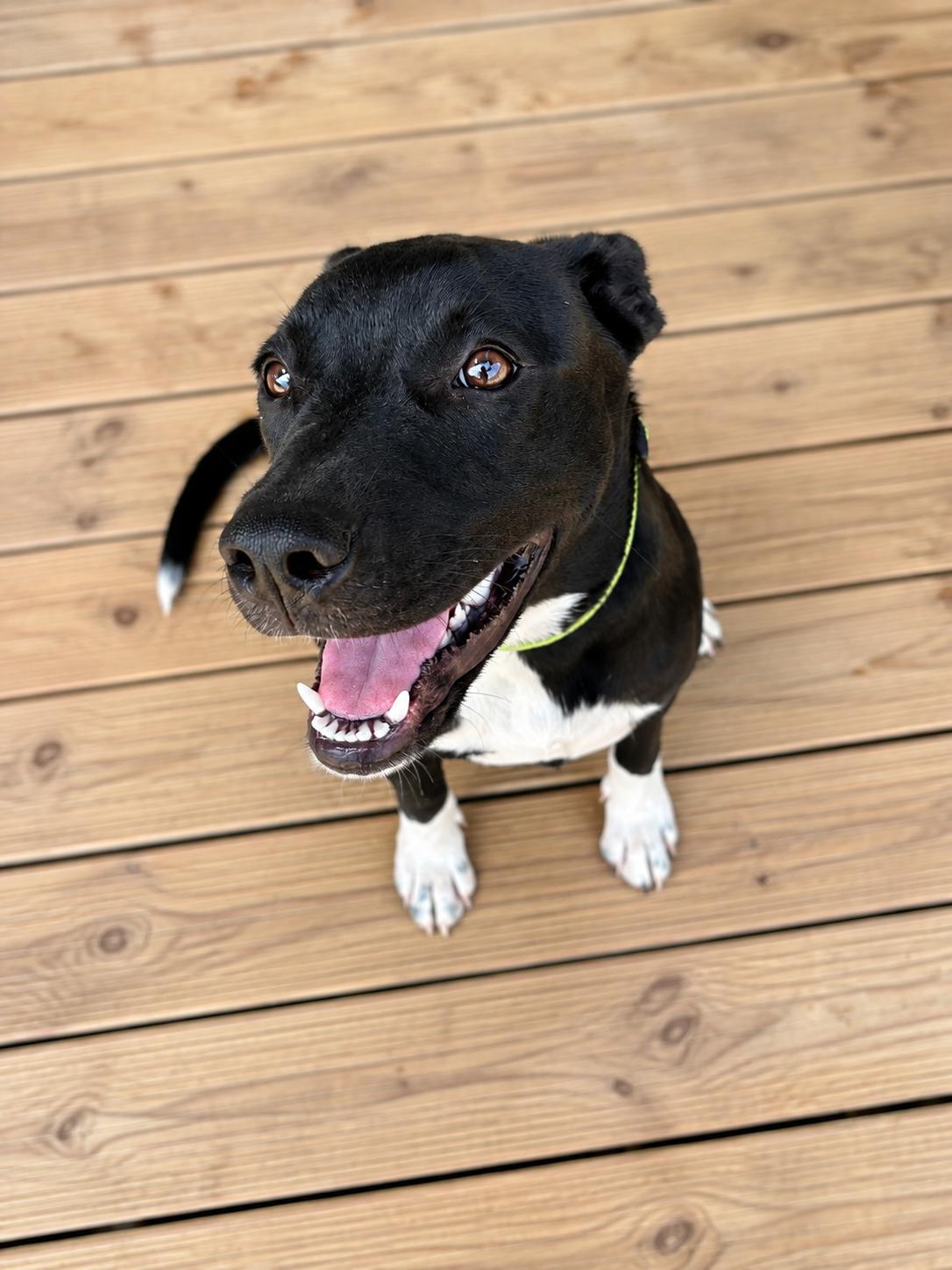 Enlarge Quiggle, a Adoptable mixed breed in Leesburg, AL image 3/6