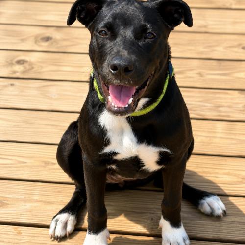 Enlarge Quiggle, a Adoptable mixed breed in Leesburg, AL image 4/6