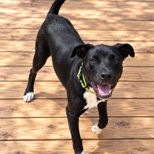Enlarge Quiggle, a Adoptable mixed breed in Leesburg, AL image 5/6