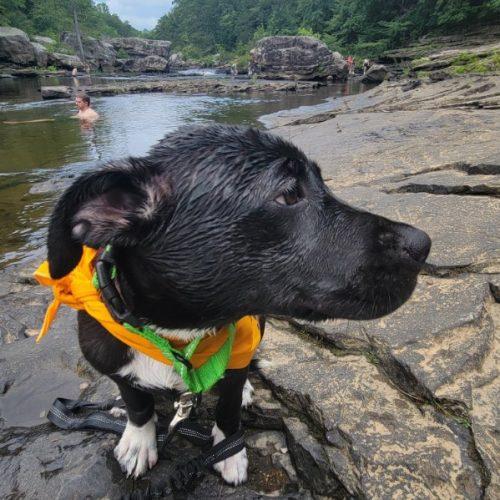 Enlarge Quiggle, a Adoptable mixed breed in Leesburg, AL image 6/6