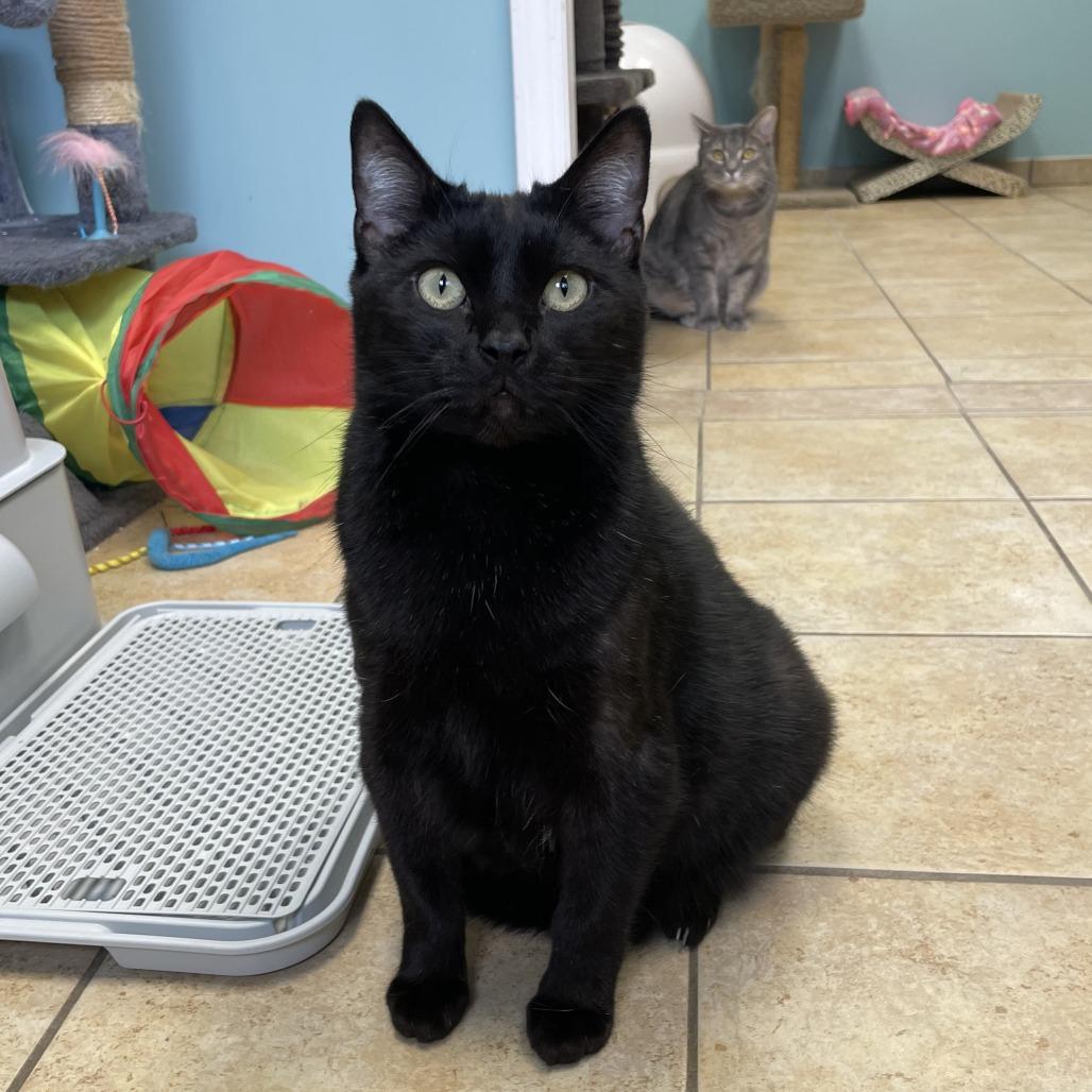 Smudge, Adoptable, Adult Male Domestic Short Hair.