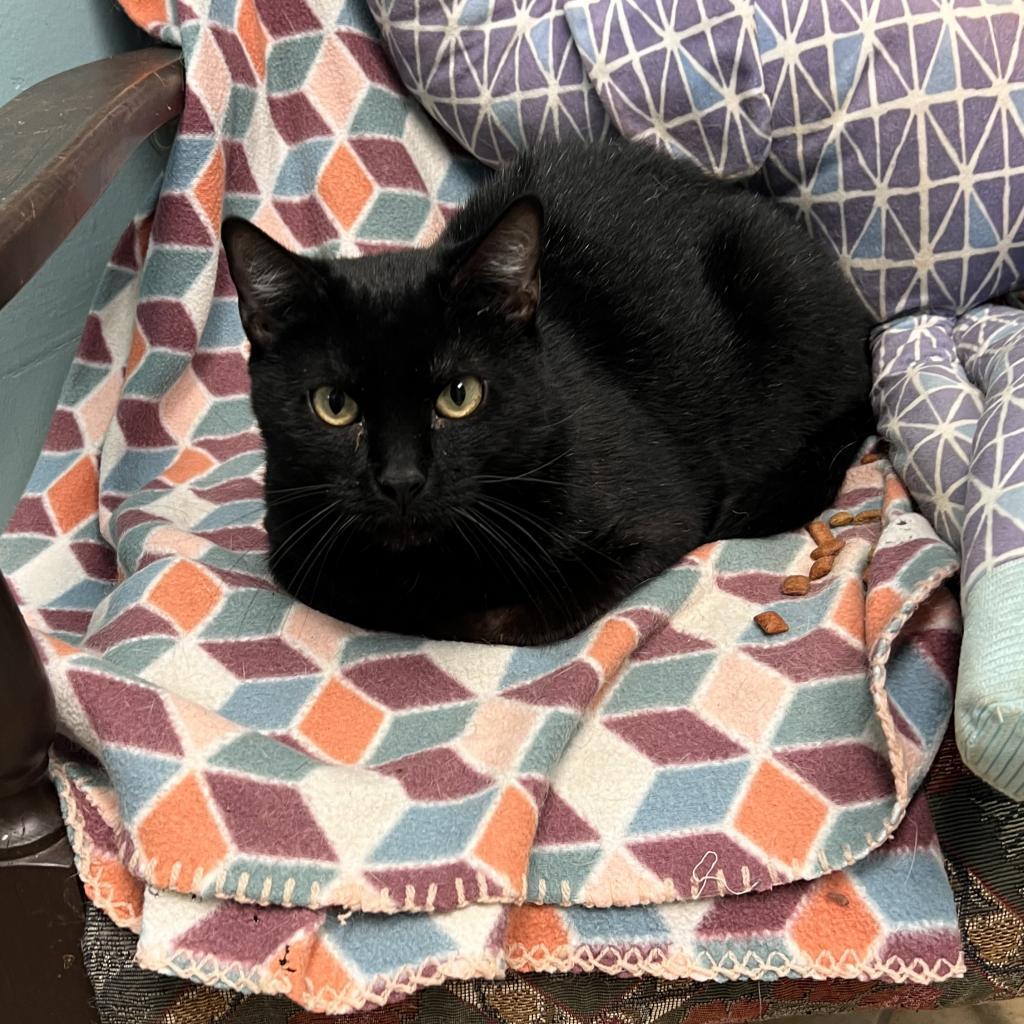 Enlarge Smudge, a Adoptable Domestic Short Hair in Columbus, GA image 2/2