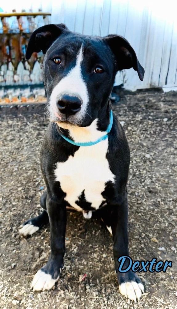 Enlarge Dexter (Prince), a Adoptable mixed breed in Tulsa, OK image 2/2