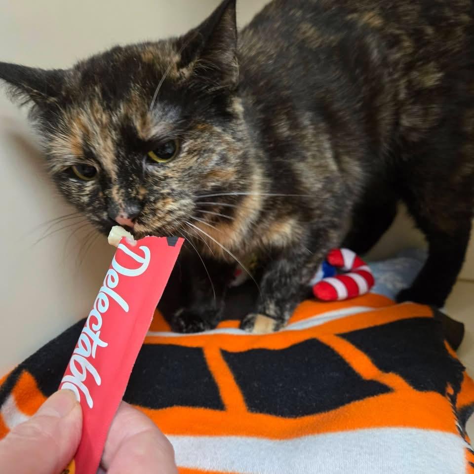 Enlarge Roxy, an adopted Domestic Short Hair in Elyria, OH image 5/6