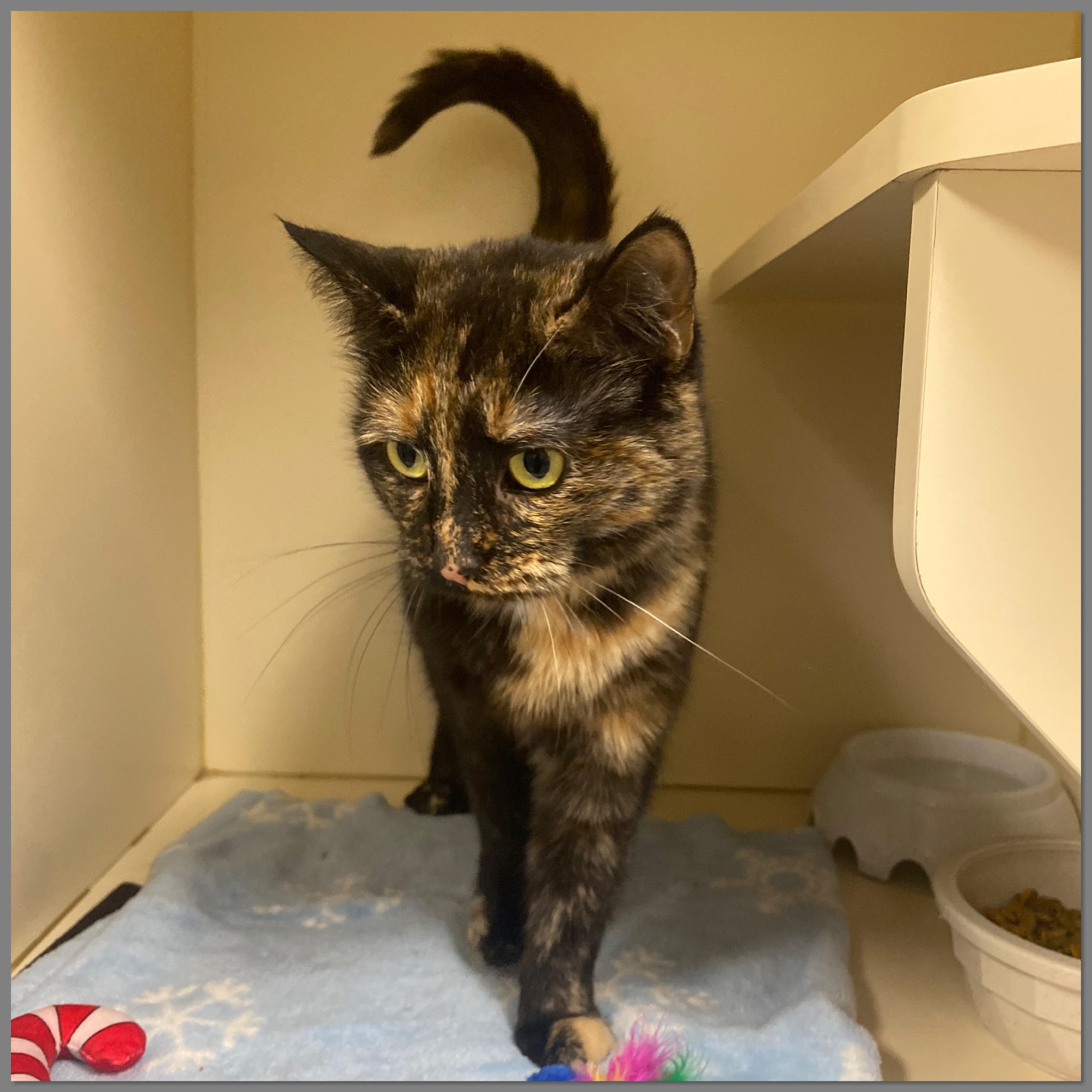 Enlarge Roxy, an adopted Domestic Short Hair in Elyria, OH image 2/6