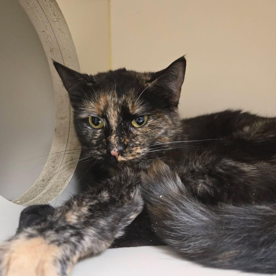 Enlarge Roxy, an adopted Domestic Short Hair in Elyria, OH image 3/6