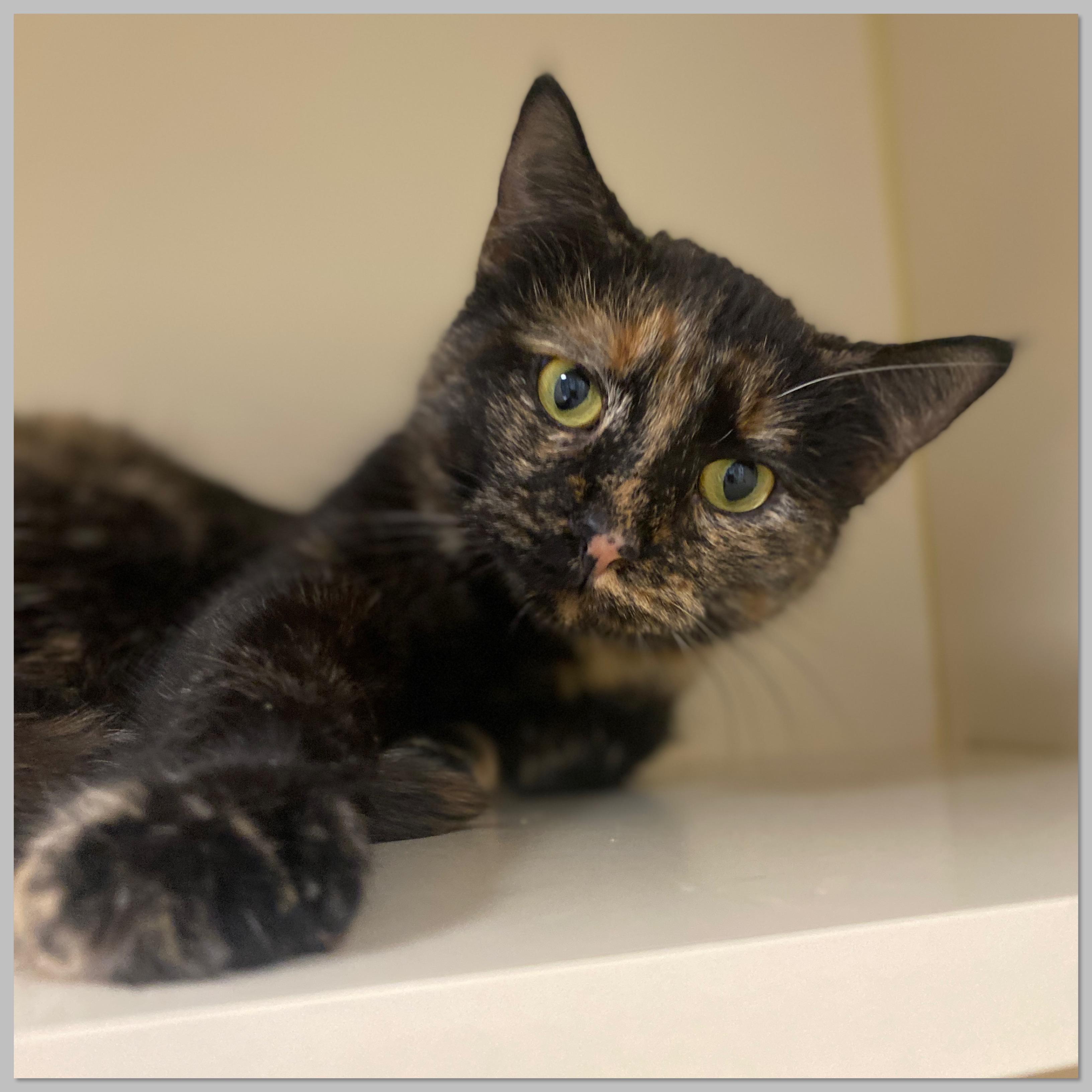 Enlarge Roxy, an adopted Domestic Short Hair in Elyria, OH image 6/6