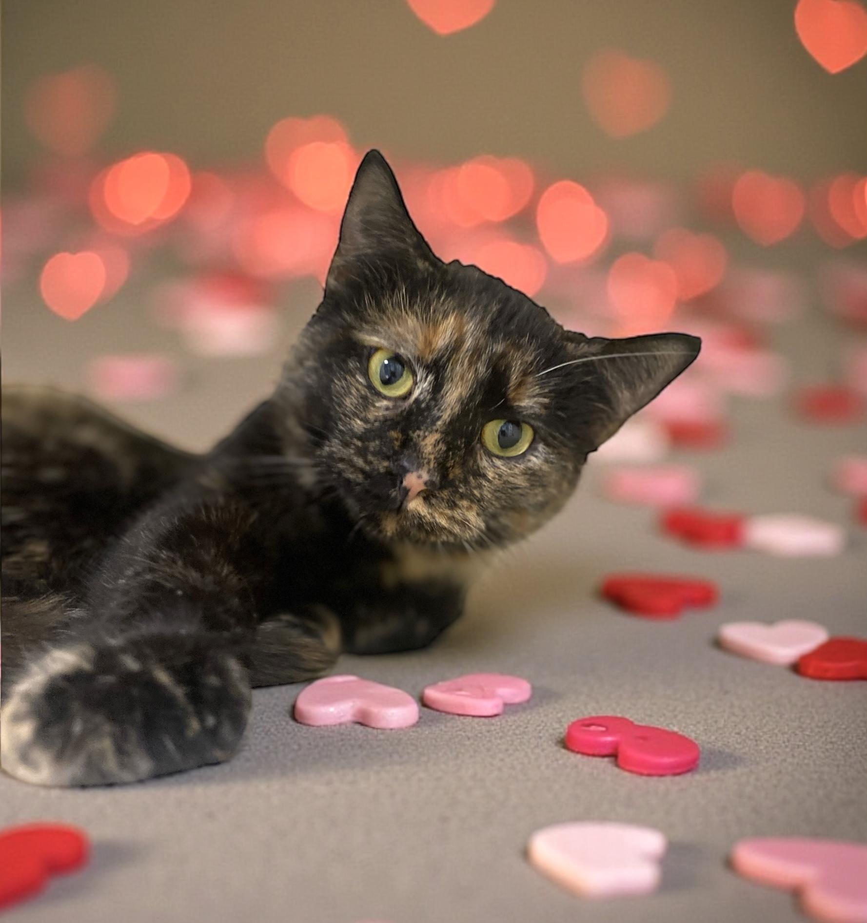 Enlarge Roxy, an adopted Domestic Short Hair in Elyria, OH image 1/6