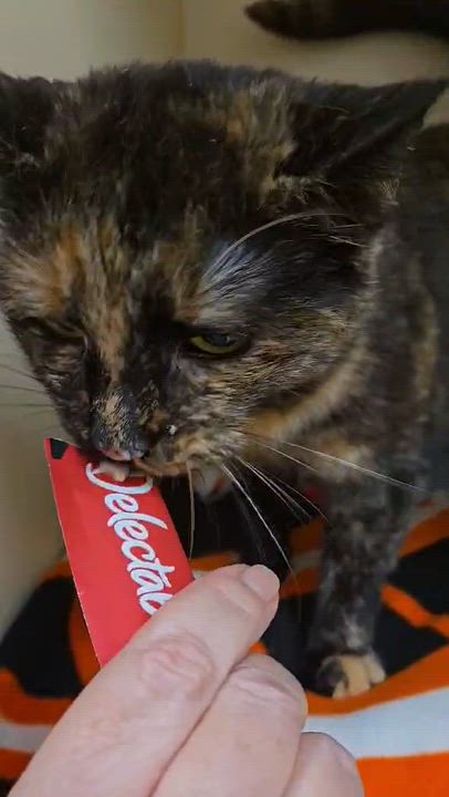 Enlarge Roxy, an adopted Domestic Short Hair in Elyria, OH video 4/6