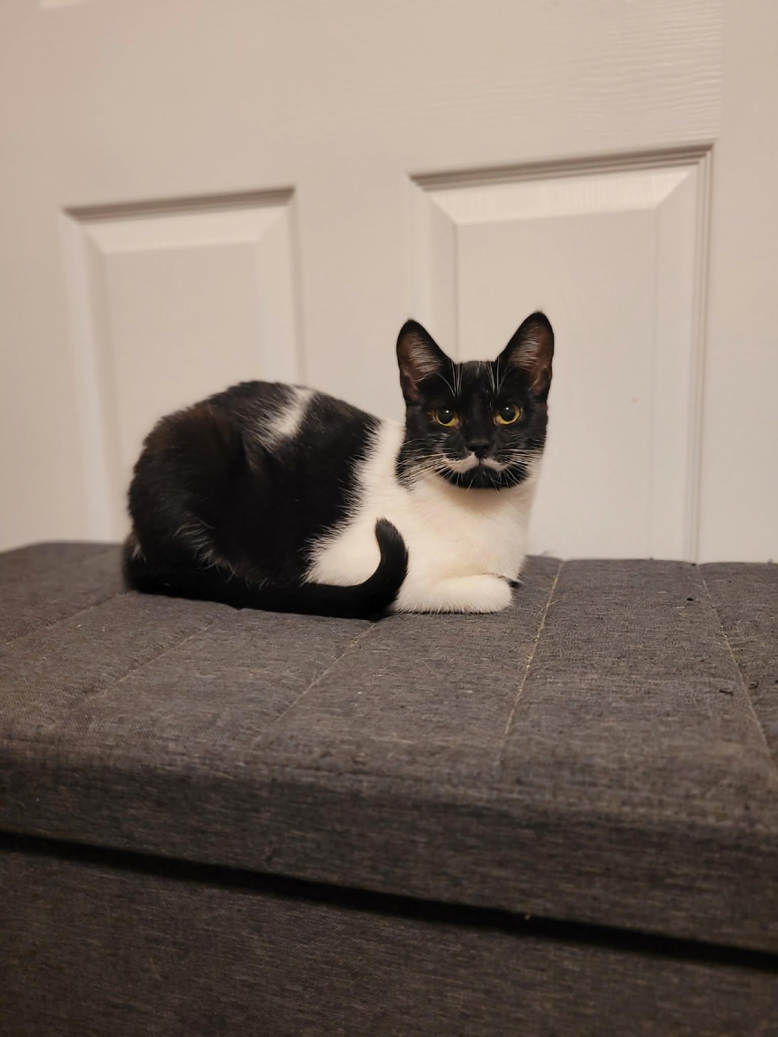 Enlarge Spring, a ADOPTABLE Domestic Short Hair in Shakespeare, ON image 1/1