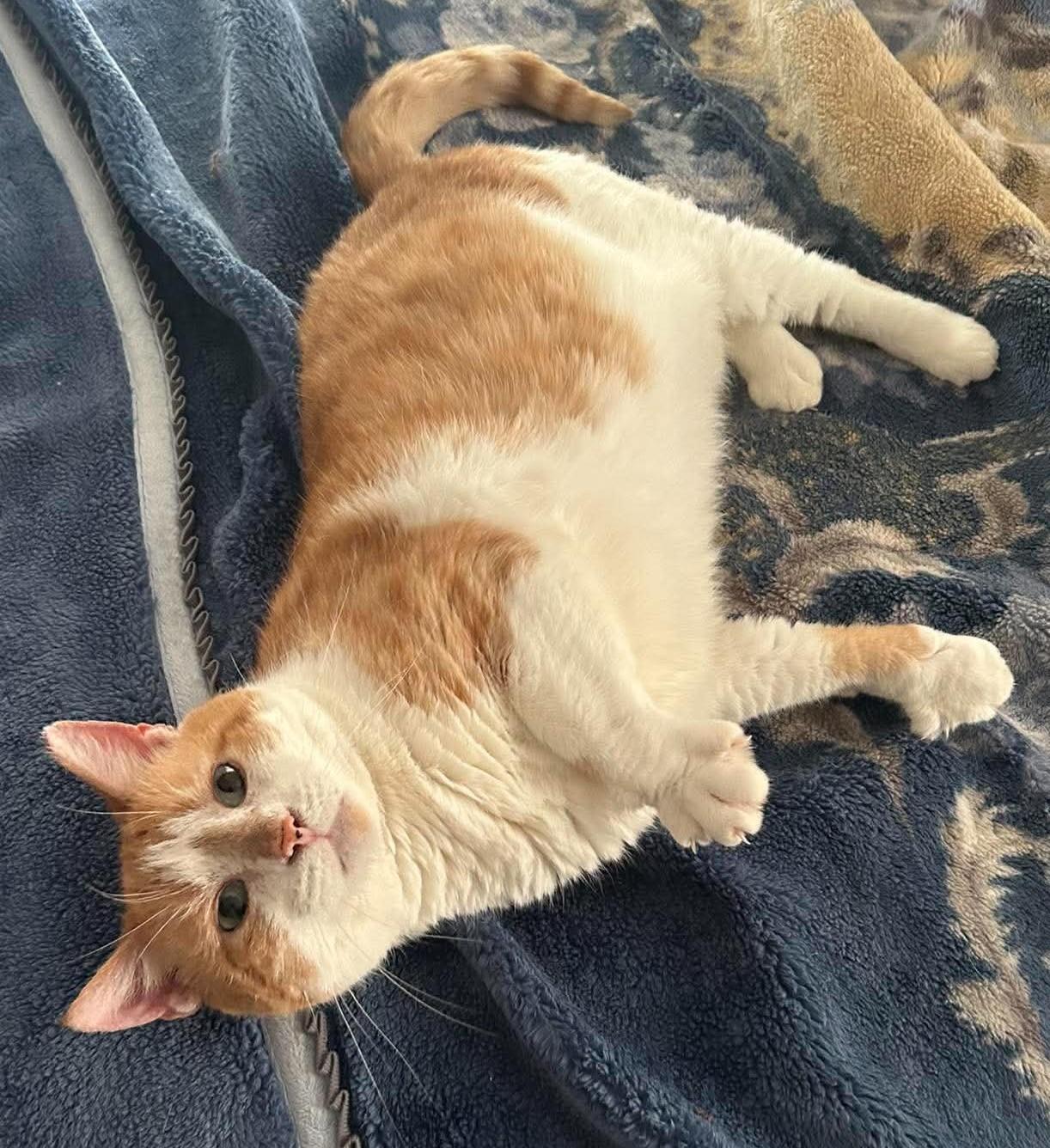 Enlarge Red, a ADOPTABLE Tabby in Middletown, NJ image 2/2
