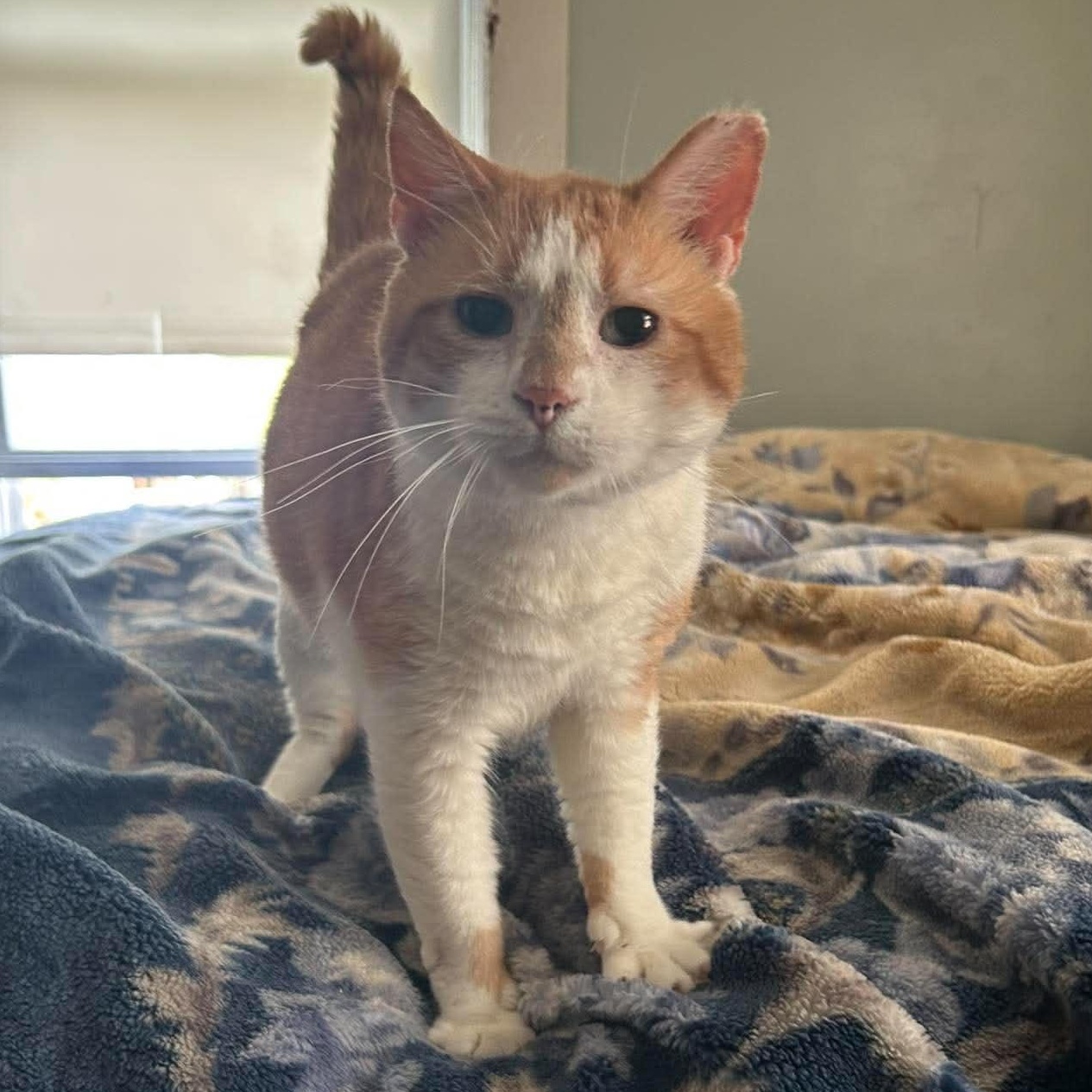 Red, ADOPTABLE, Young Male Tabby.